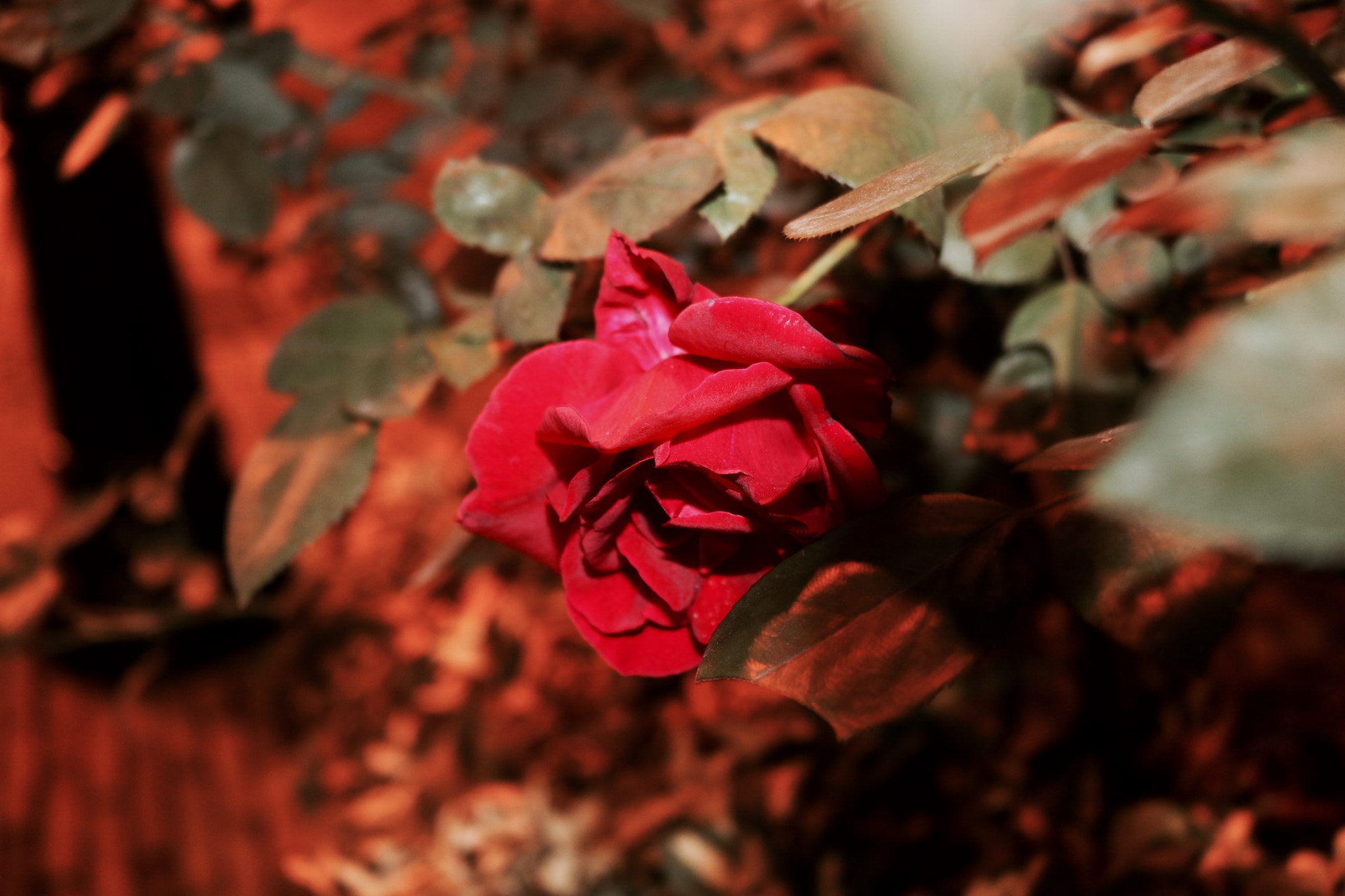 Canon EOS 760D (EOS Rebel T6s / EOS 8000D) sample photo. Chinese rose photography