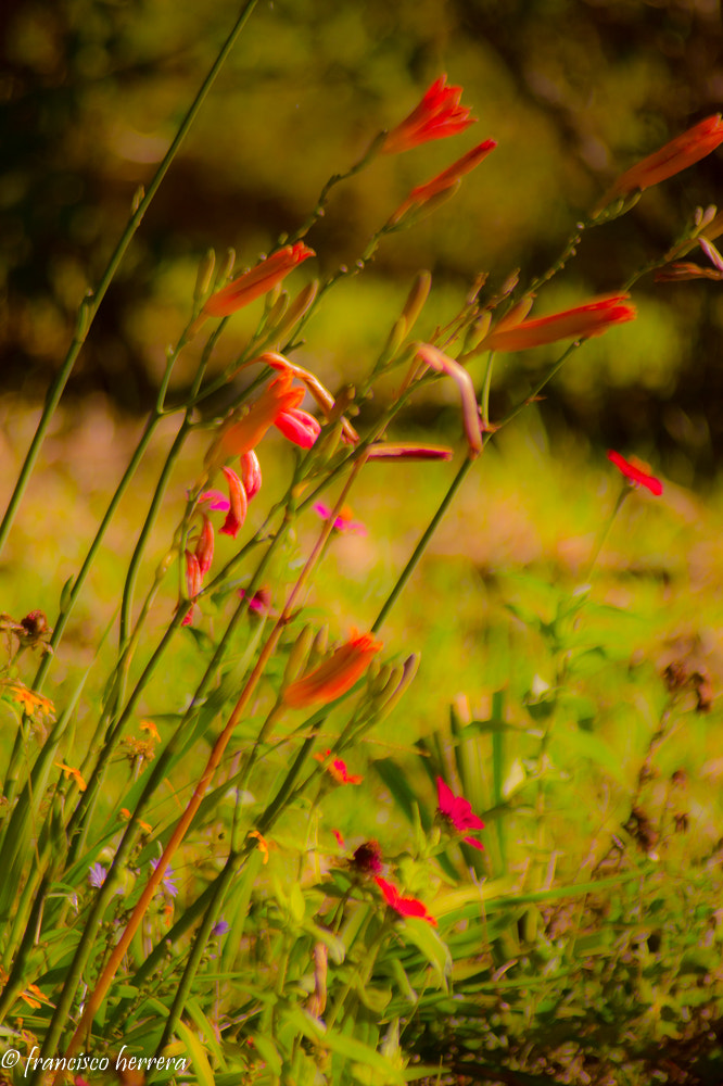 Sony SLT-A33 + Sony 75-300mm F4.5-5.6 sample photo. Mérida #venezuela jardín photography