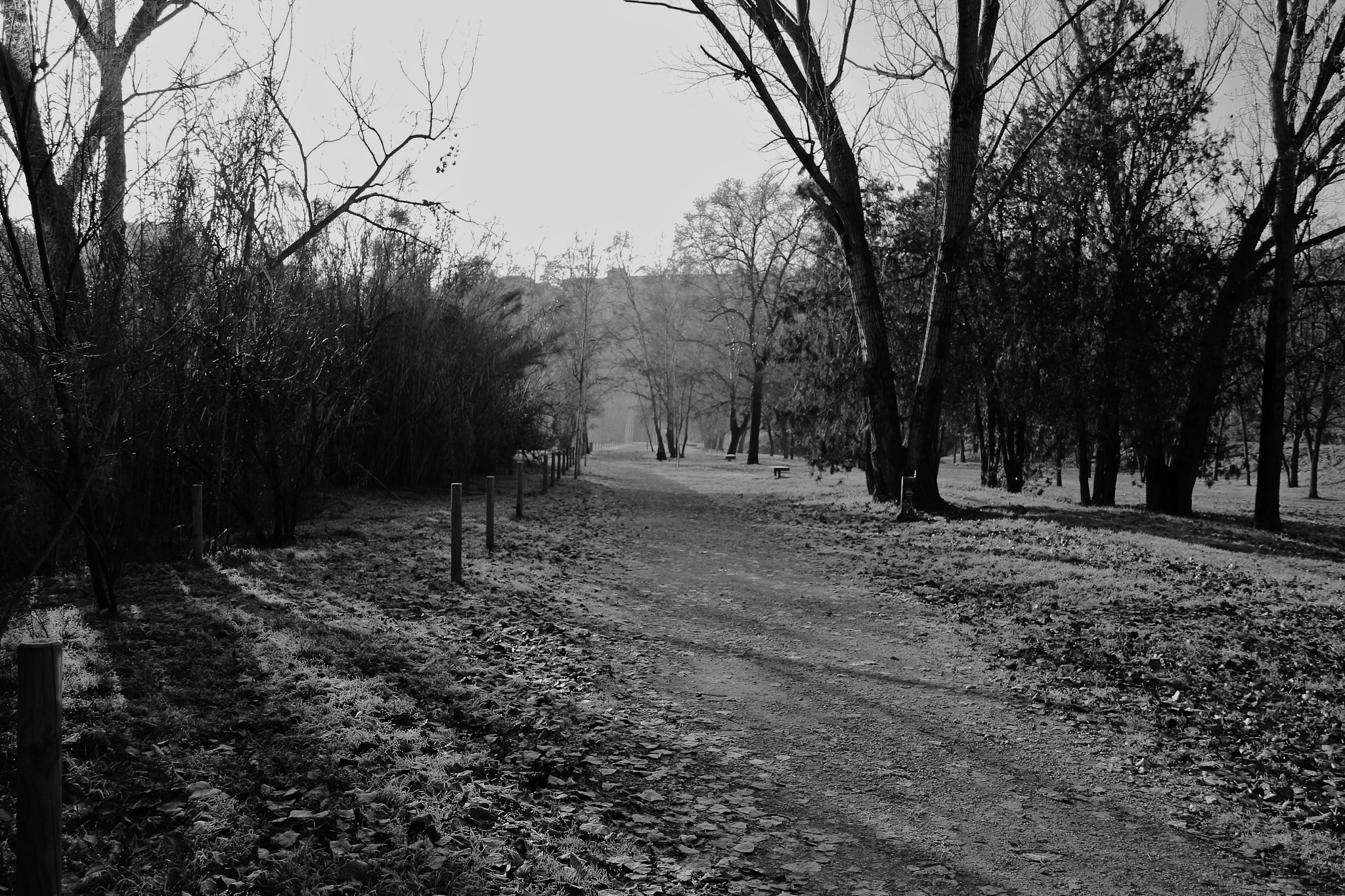 Canon EOS 100D (EOS Rebel SL1 / EOS Kiss X7) sample photo. Fallen leaves photography