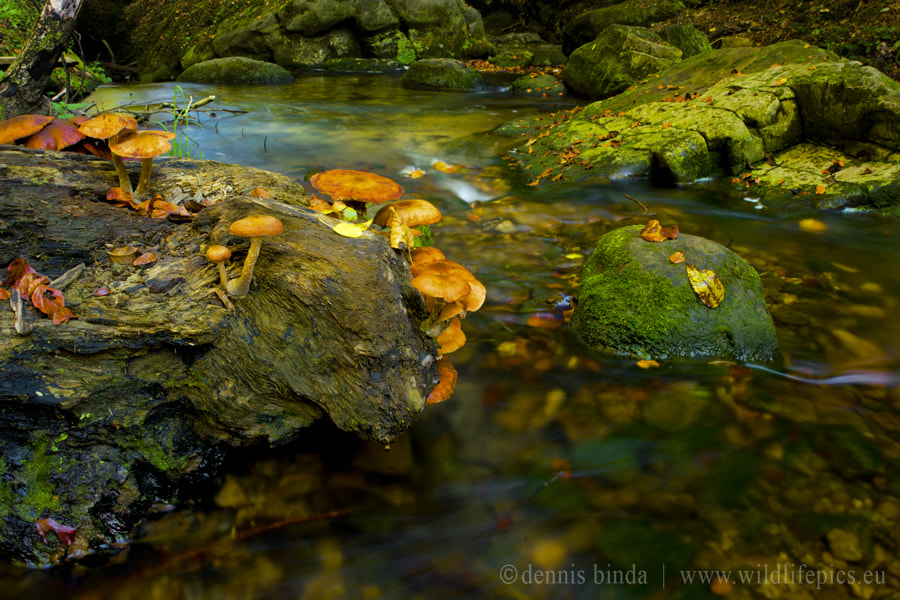 Hasselblad H4D sample photo. Autumn mushrooms photography