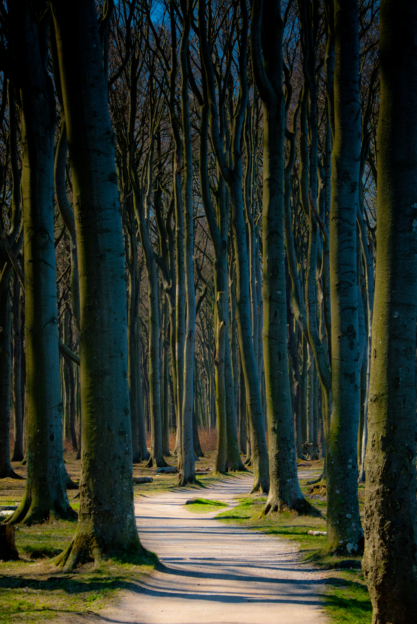 Nikon D200 sample photo. Gespensterwald photography