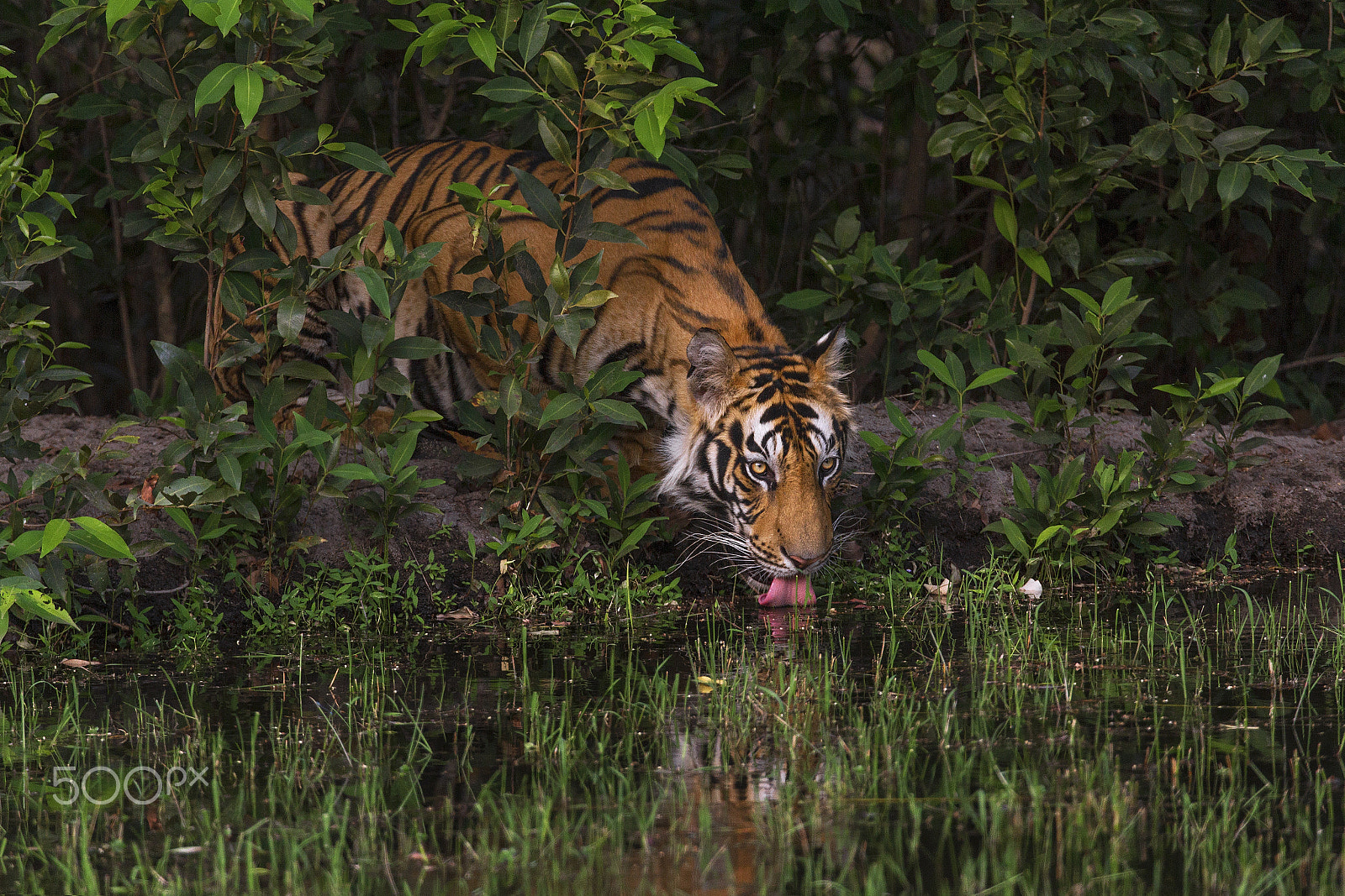 Canon EF 300mm F2.8L IS II USM sample photo. Male tiger photography