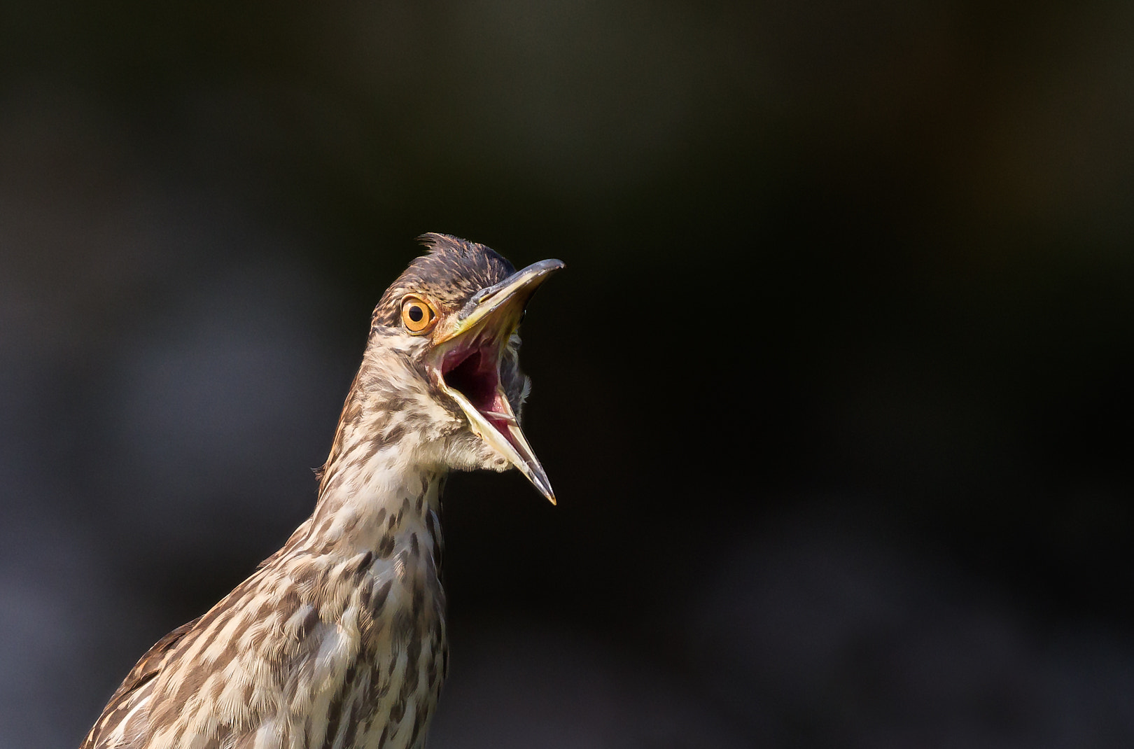 Canon EF 600mm F4L IS II USM sample photo. Coup de gueule photography