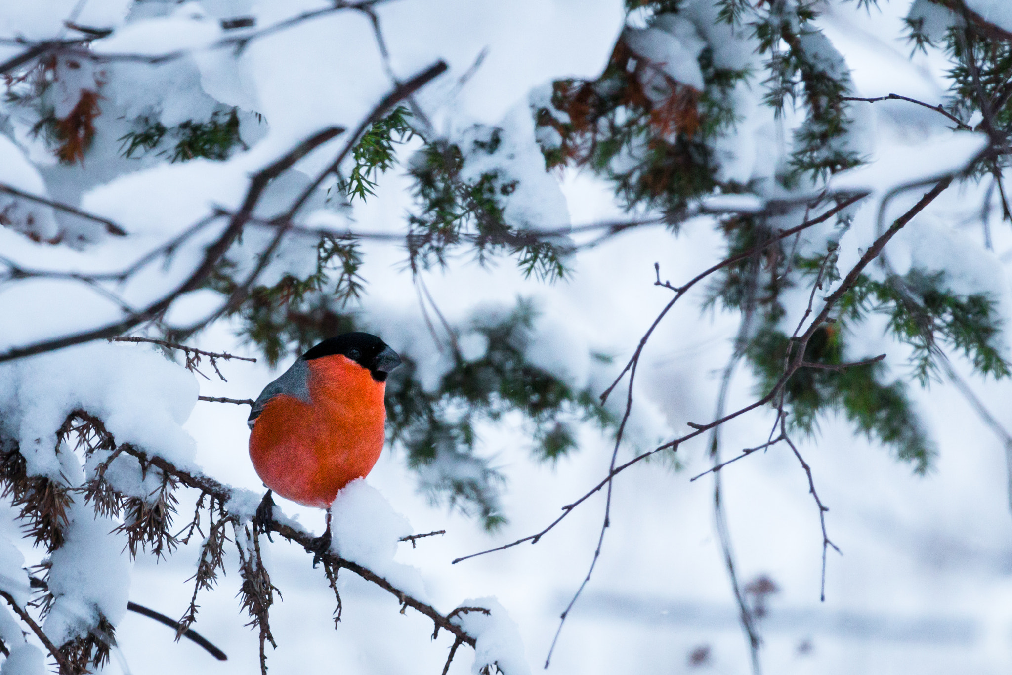 Canon EF 70-300mm F4-5.6L IS USM sample photo. Bullfinch on a snowy branch photography