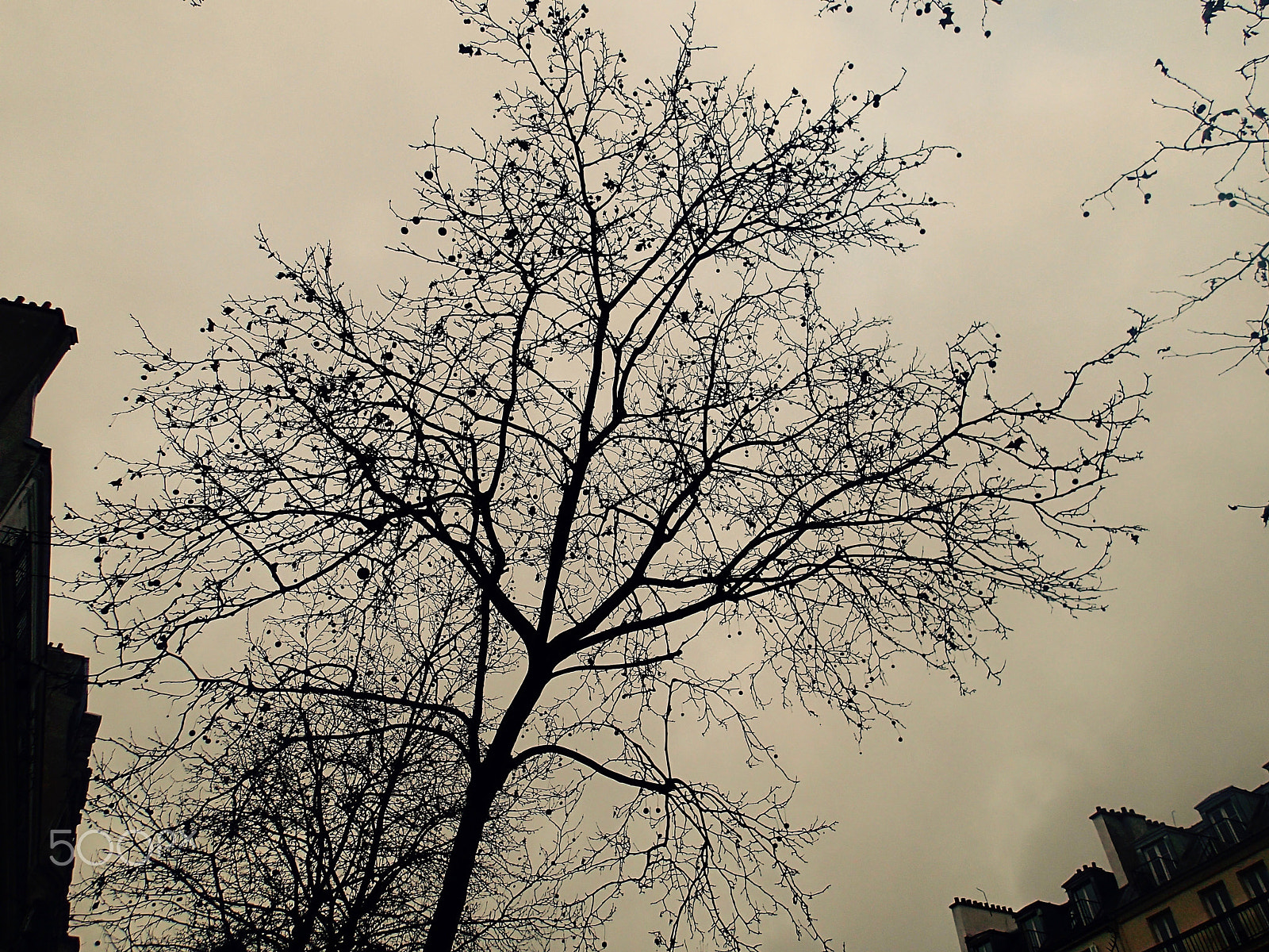 Olympus TG-2 sample photo. Winterscape photography
