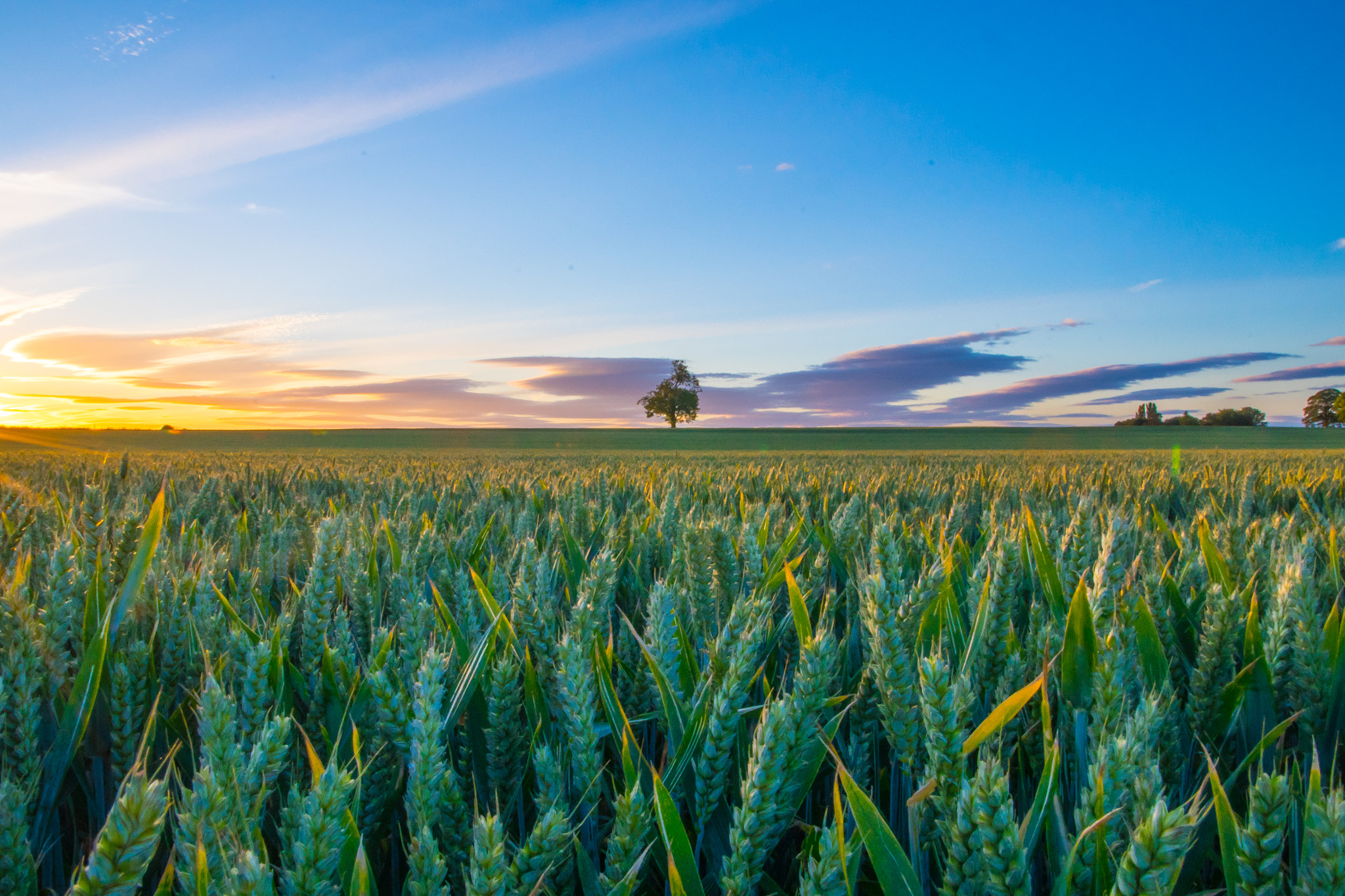 Sony a7R sample photo. Lone colour photography