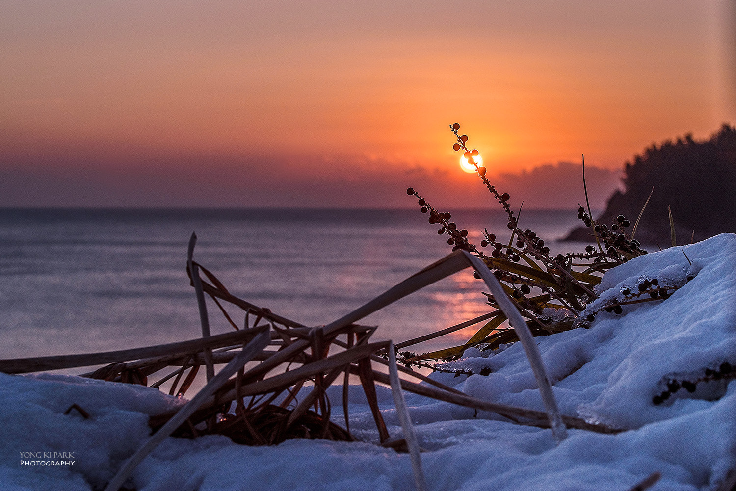 Pentax K-1 sample photo. Big blue lilyturf in the winter morning photography