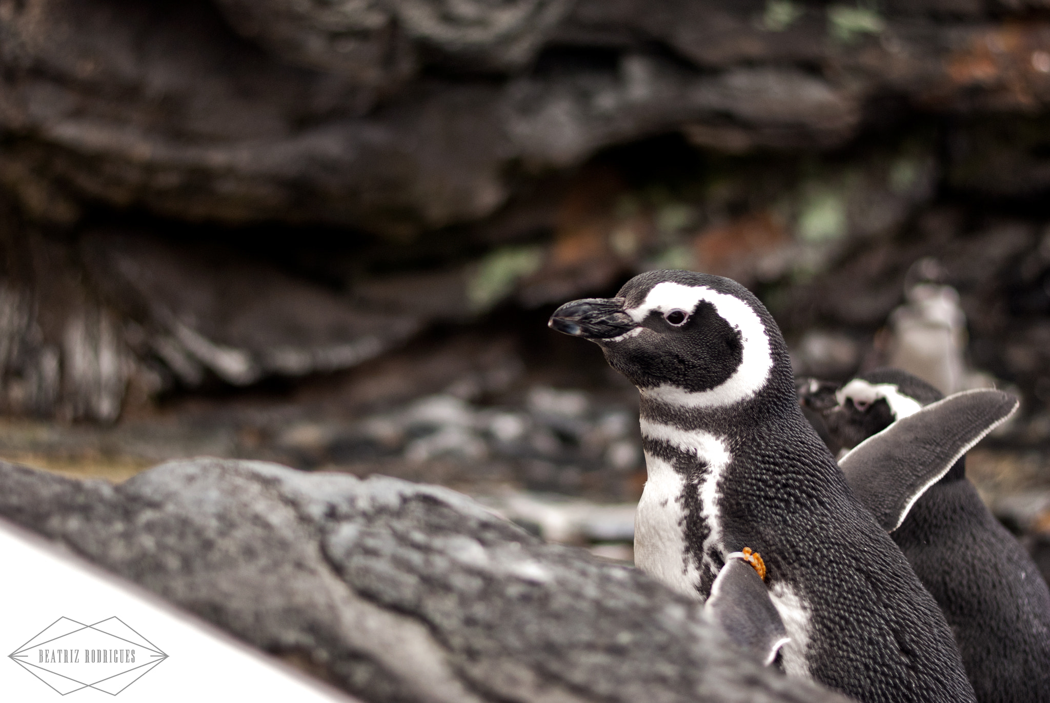 Nikon D3000 + Nikon AF-S Nikkor 50mm F1.8G sample photo. Penguin photography