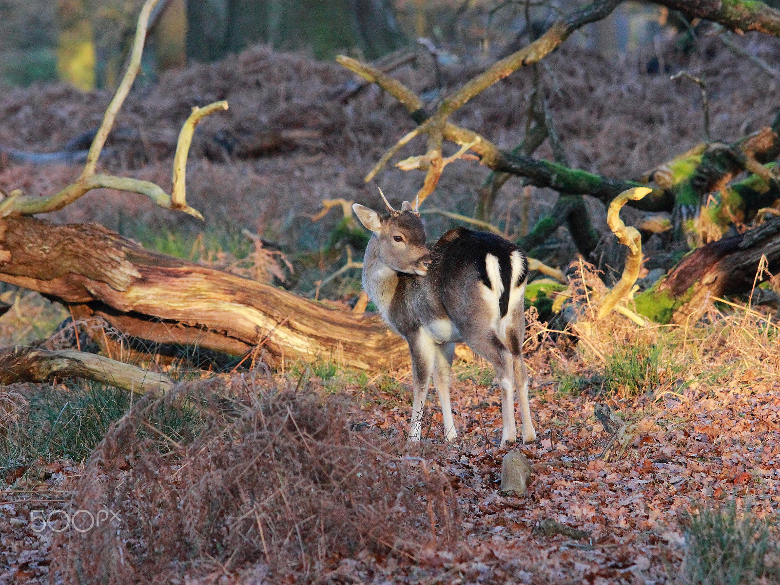 Sigma 150-500mm F5-6.3 DG OS HSM sample photo. Dunham massey deer photography