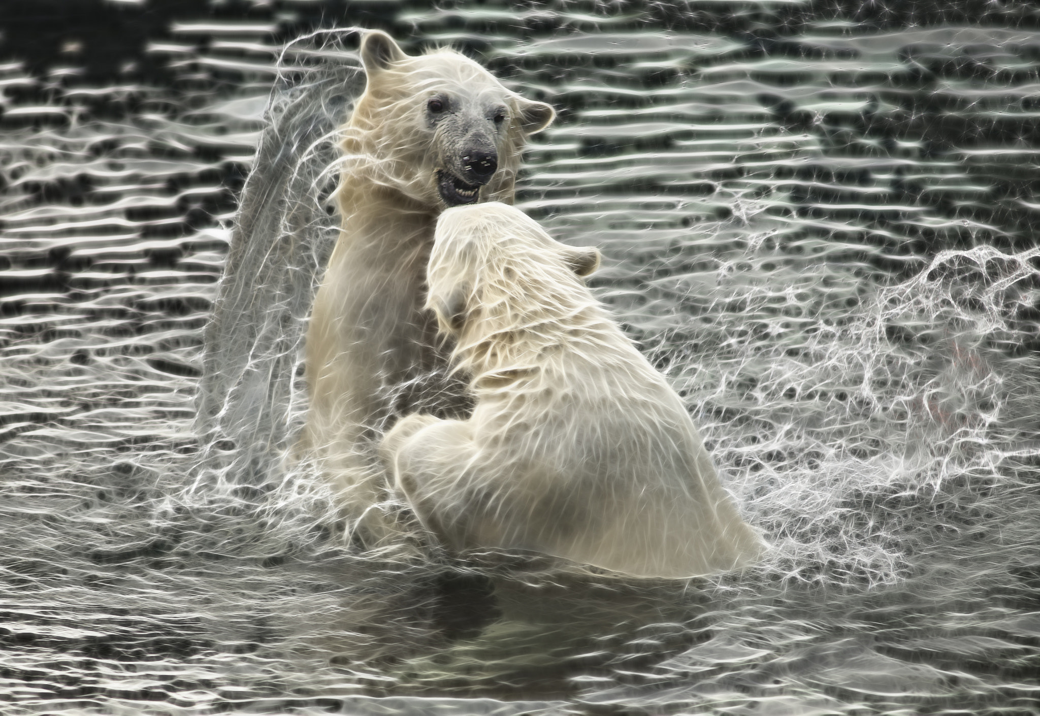 Nikon D600 + AF Nikkor 300mm f/4 IF-ED sample photo. Bear games photography