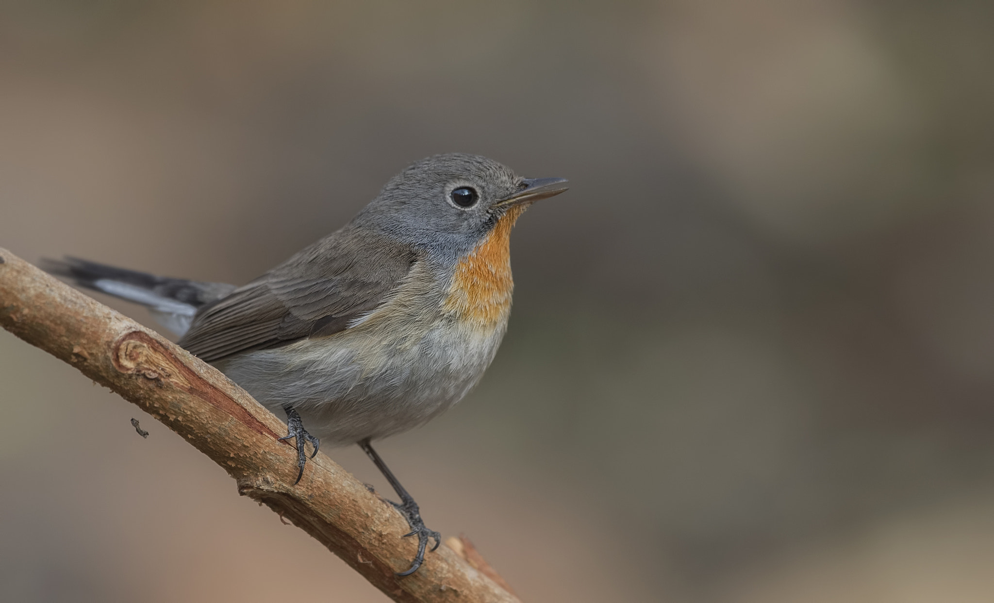 Nikon D750 sample photo. Red breasted flycatcher photography