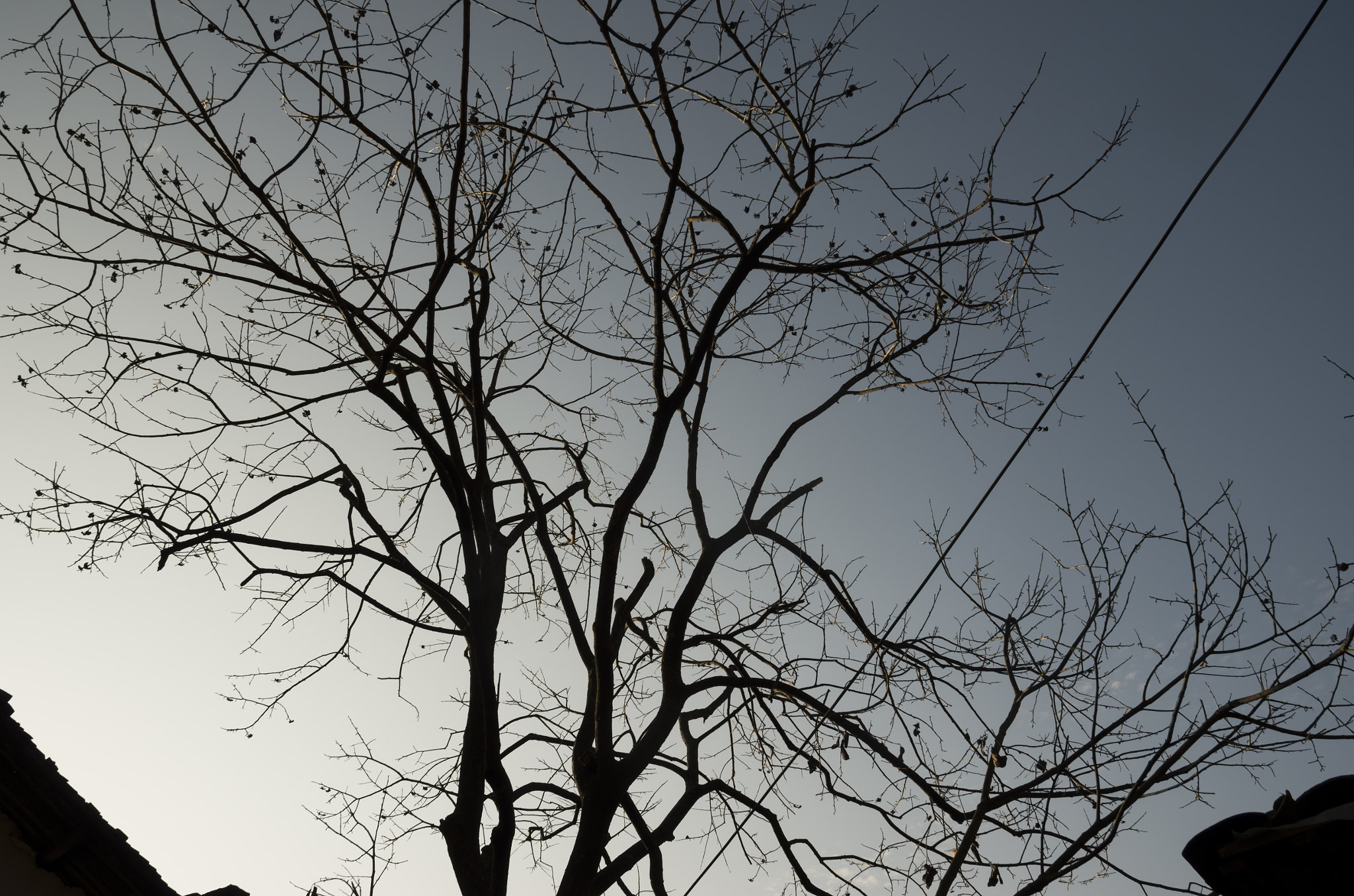 Sigma 17-50mm F2.8 EX DC HSM sample photo. Mis photography