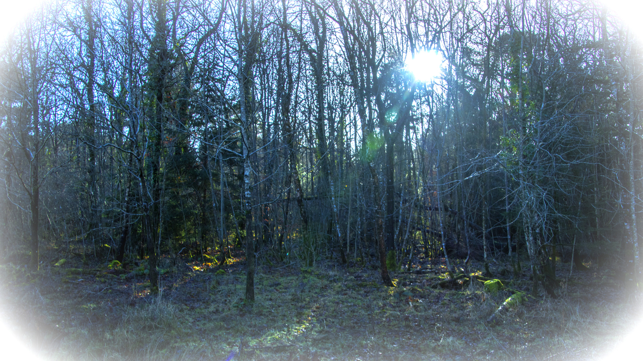 Canon EOS 750D (EOS Rebel T6i / EOS Kiss X8i) sample photo. Sunshine through winter trees photography