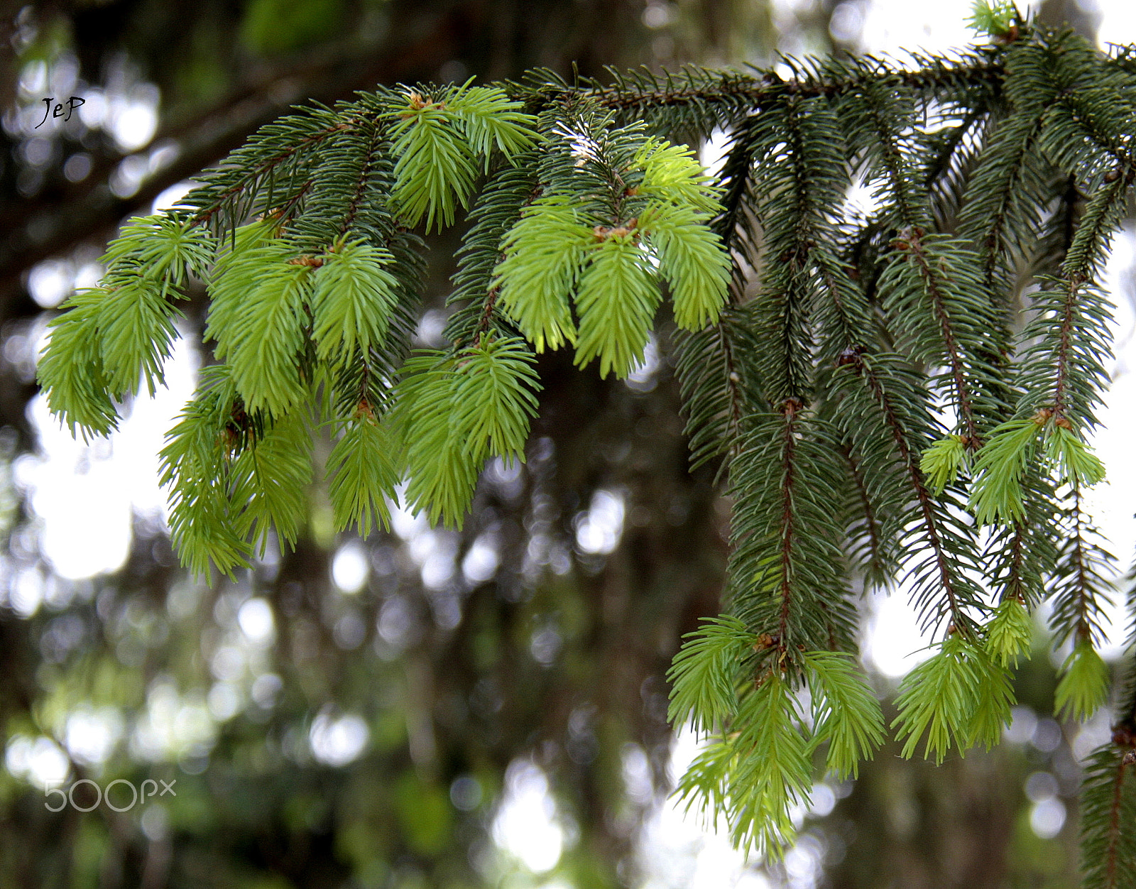Canon EOS 1000D (EOS Digital Rebel XS / EOS Kiss F) sample photo. Two shades of green... (croatia) photography