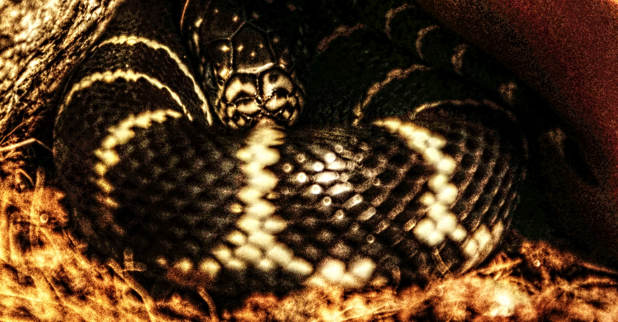 Sigma 28-300mm F3.5-6.3 DG Macro sample photo. Nagini ii. photography