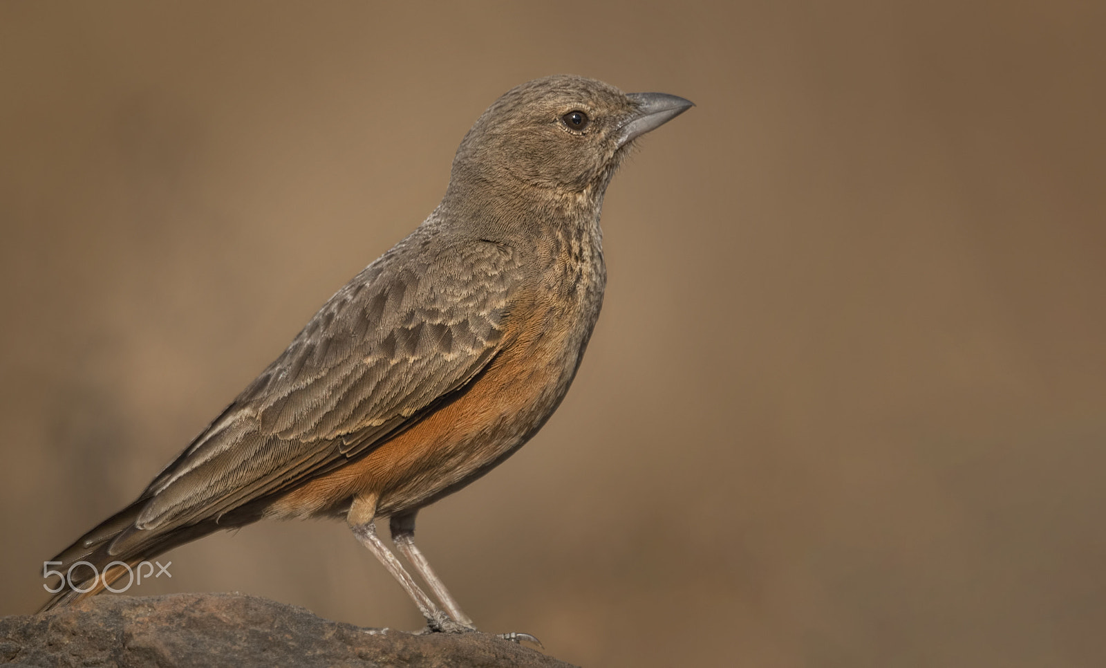 Nikon D750 + Nikon AF-S Nikkor 500mm F4G ED VR sample photo. Rufous tailed lark photography