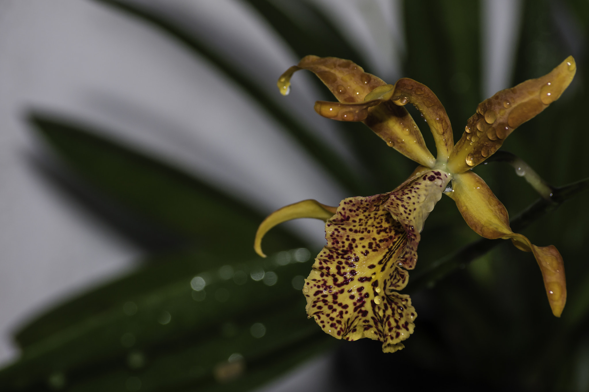 Sony SLT-A65 (SLT-A65V) sample photo. Lonely flower photography