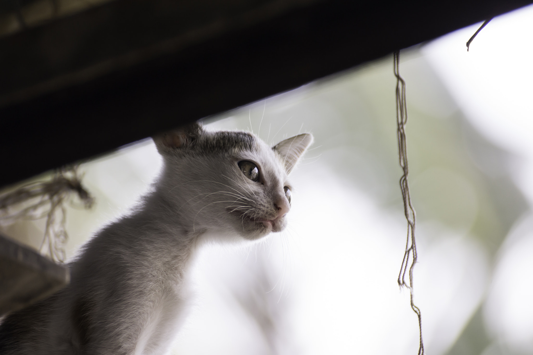 Sony SLT-A65 (SLT-A65V) sample photo. Hungry cat photography