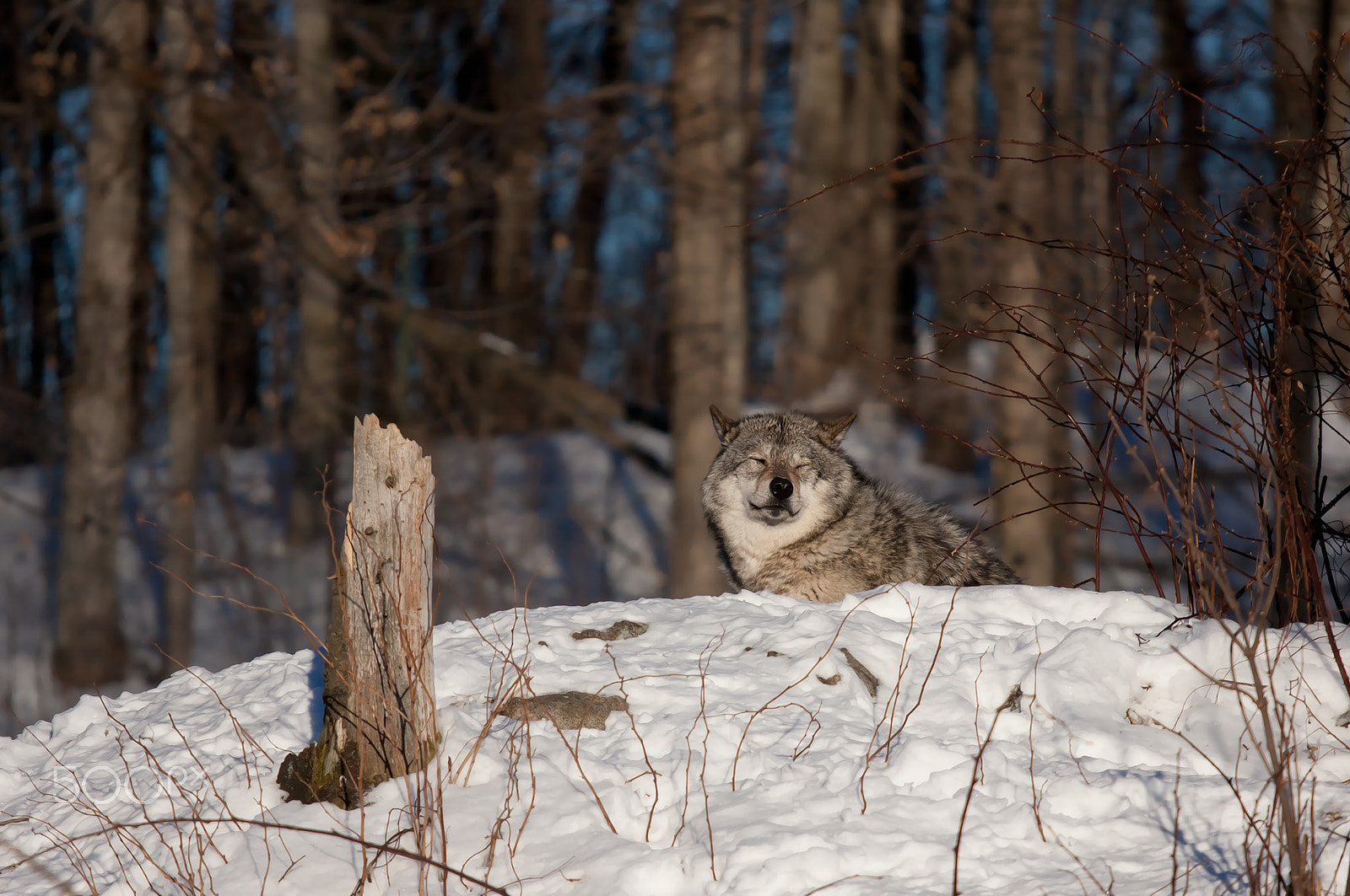 Canon EOS 40D + Canon EF 70-200mm F4L IS USM sample photo. Timber wolf sleeping in winter photography