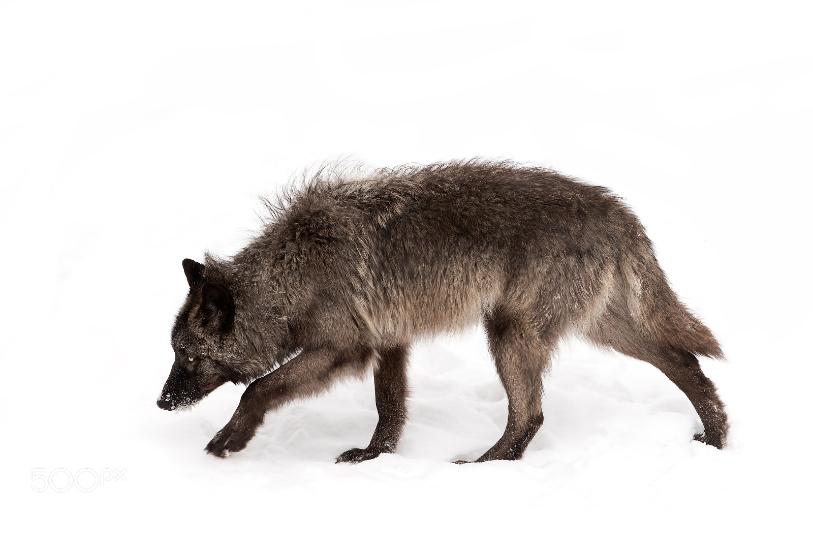 Canon EF 300mm F2.8L IS II USM sample photo. Black wolf walking in the winter snow photography