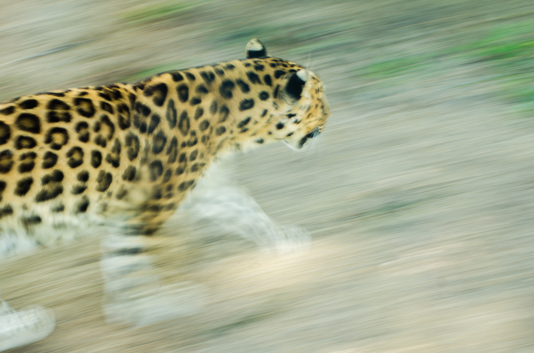 Nikon AF-S Nikkor 70-200mm F4G ED VR sample photo. Leopard on the move photography