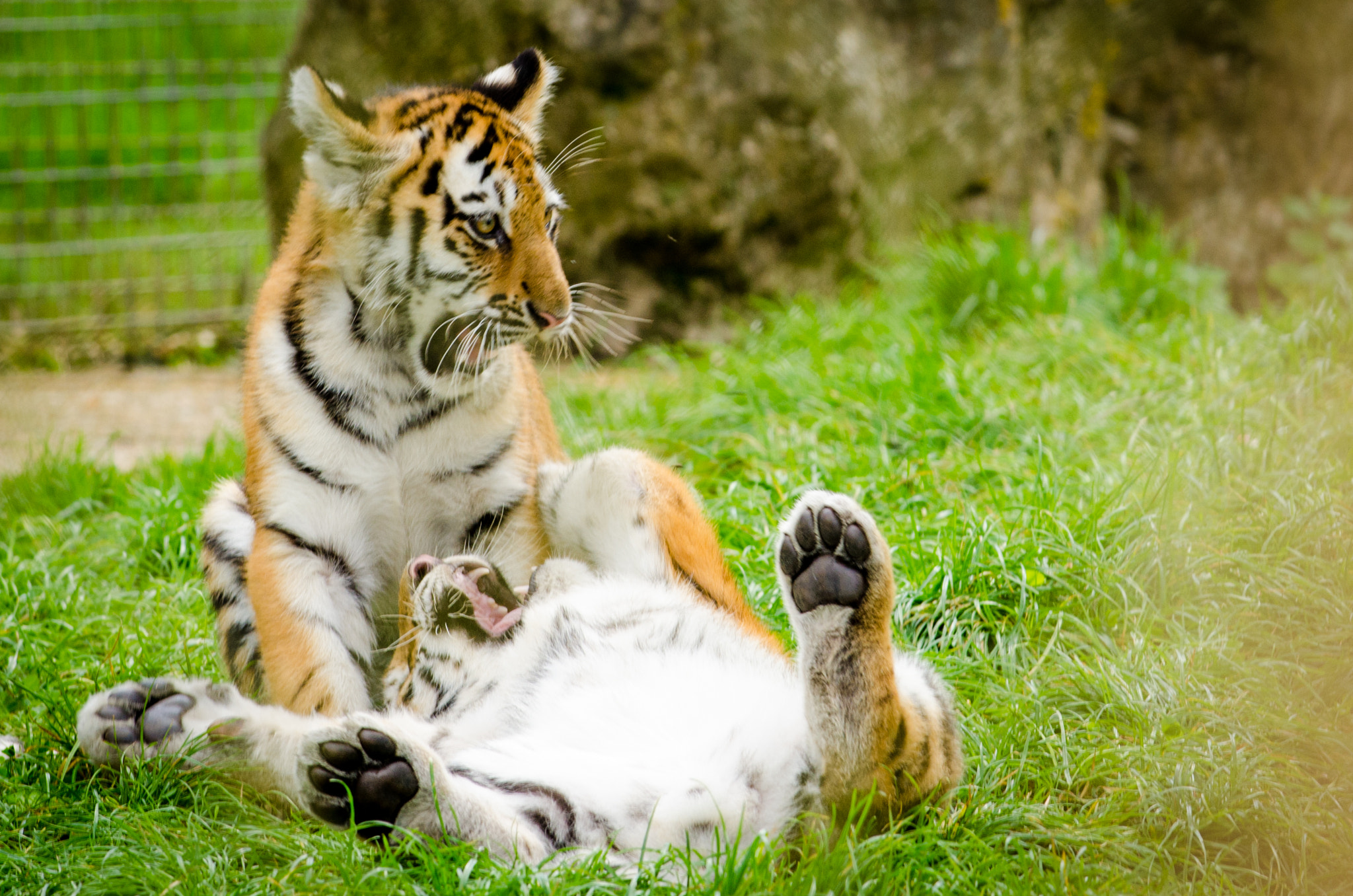 Nikon AF-S Nikkor 70-200mm F4G ED VR sample photo. Amur tiger cubs fighting photography