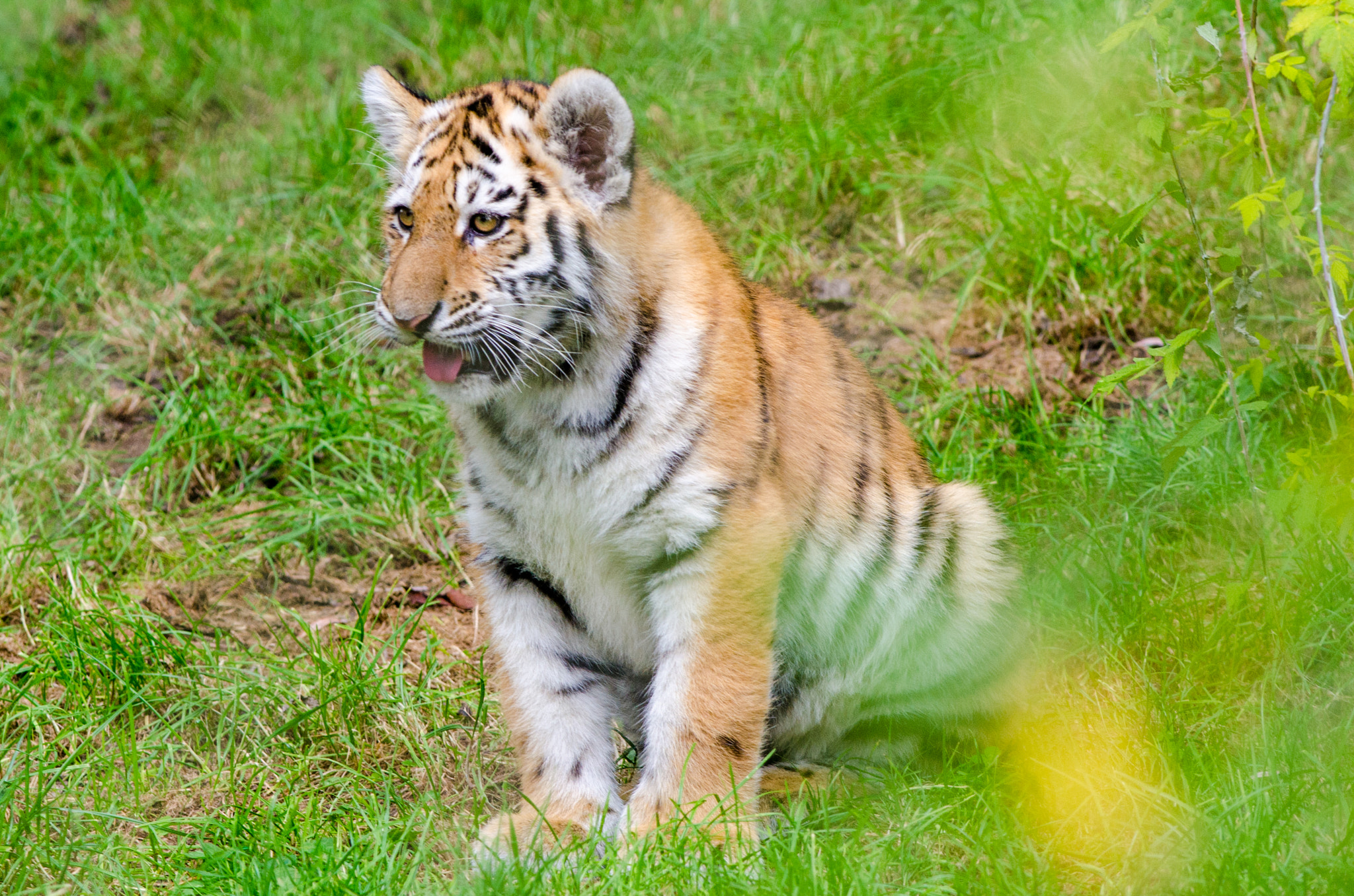 Nikon D7000 + Nikon AF-S Nikkor 300mm F4D ED-IF sample photo. Amur tiger cub photography