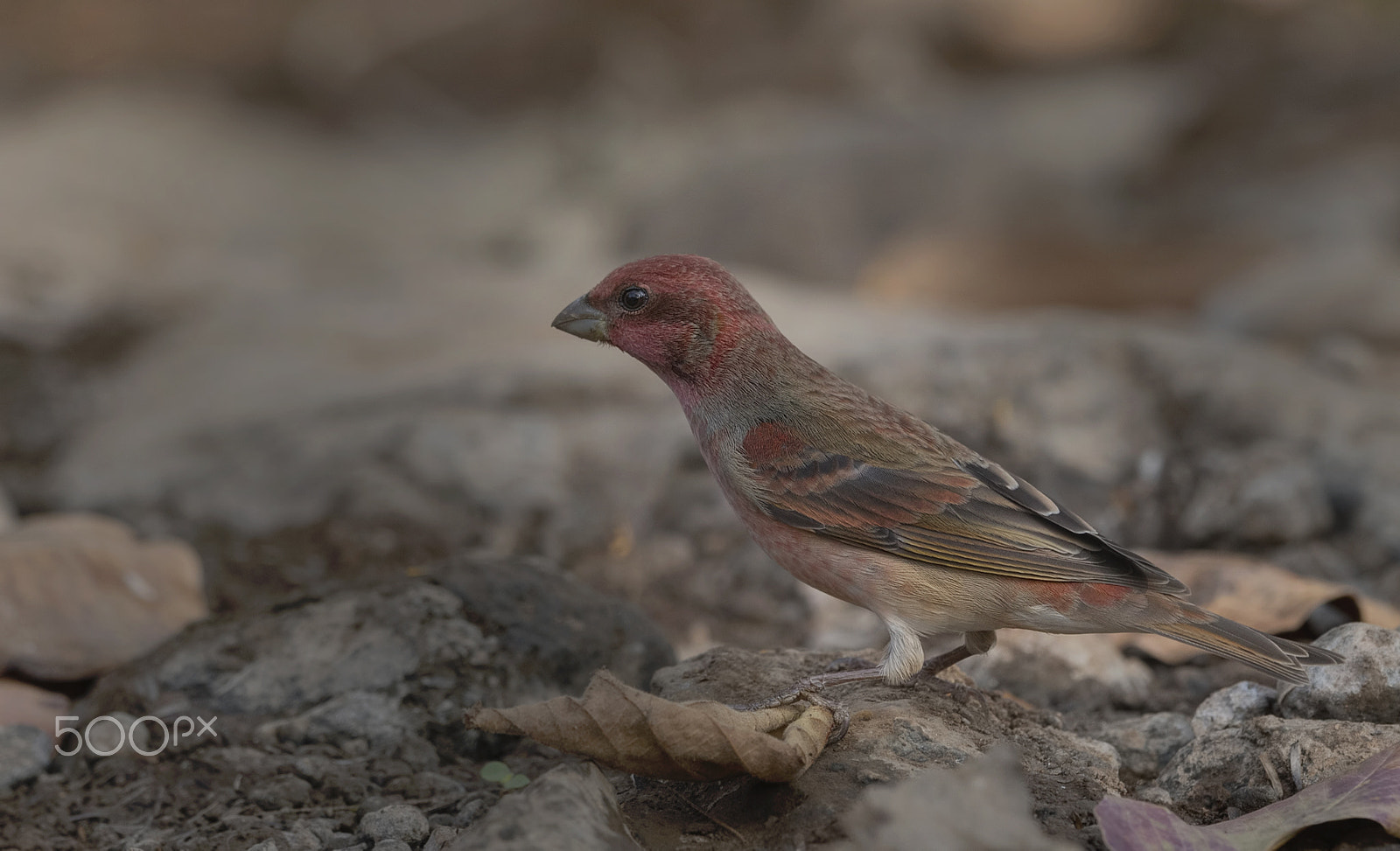 Nikon D750 + Nikon AF-S Nikkor 500mm F4G ED VR sample photo. Common rosefinch male photography