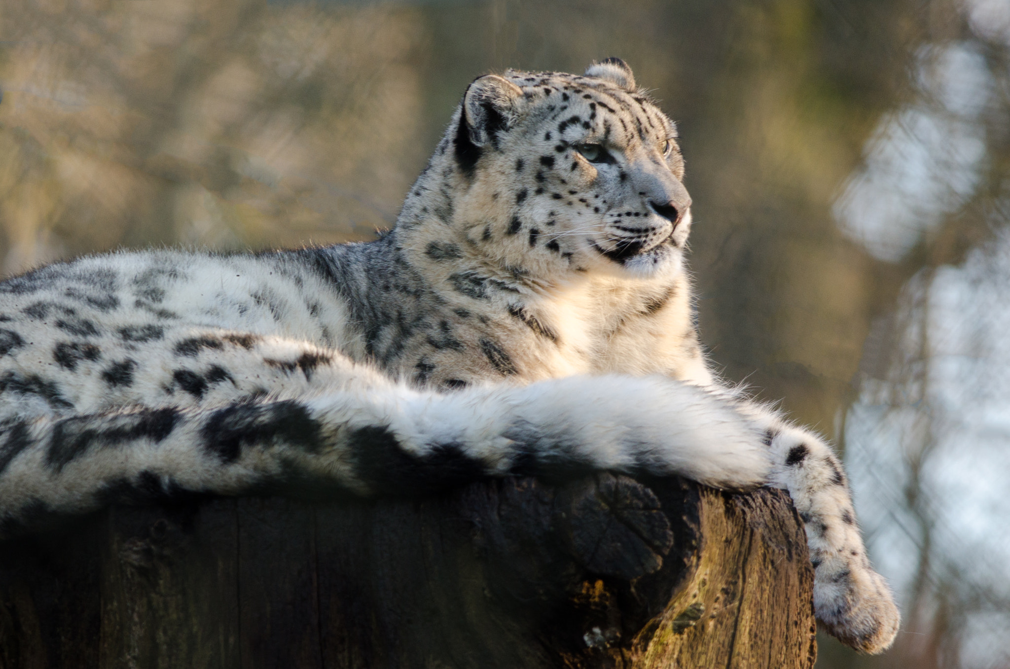 Nikon D7000 sample photo. Snow leopard at rest photography