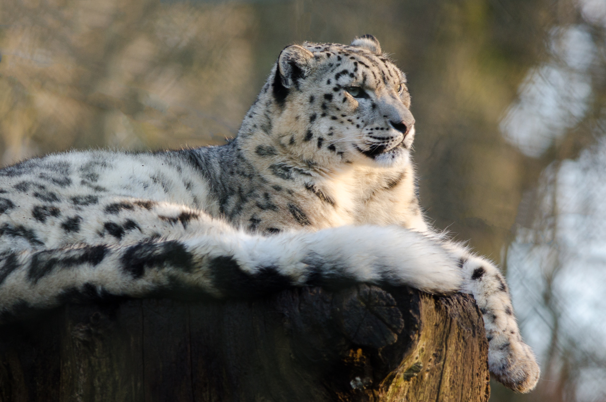 Nikon AF-S Nikkor 300mm F4D ED-IF sample photo. Snow leopard at rest photography