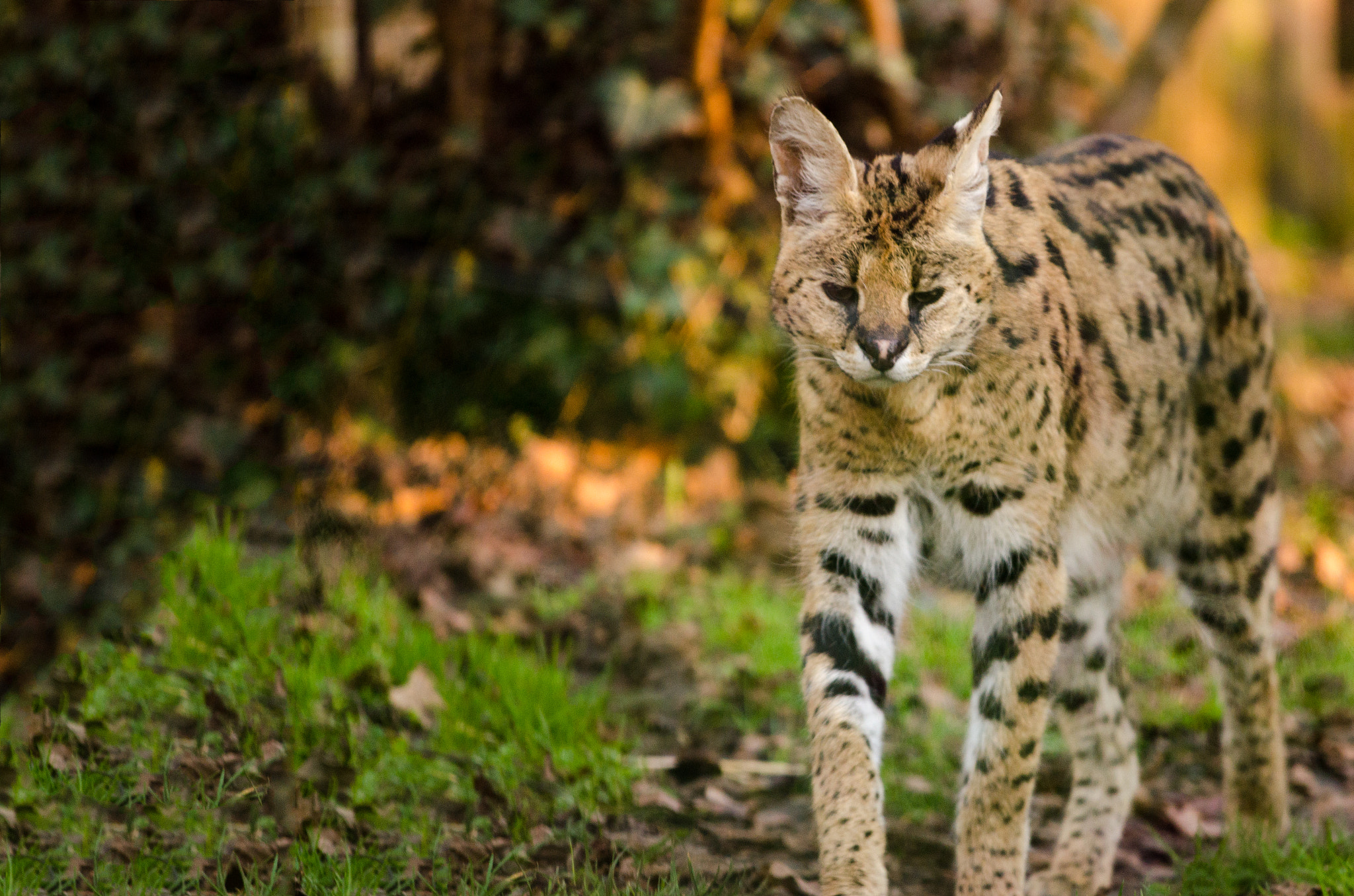 Nikon AF-S Nikkor 70-200mm F4G ED VR sample photo. Serval prowling photography