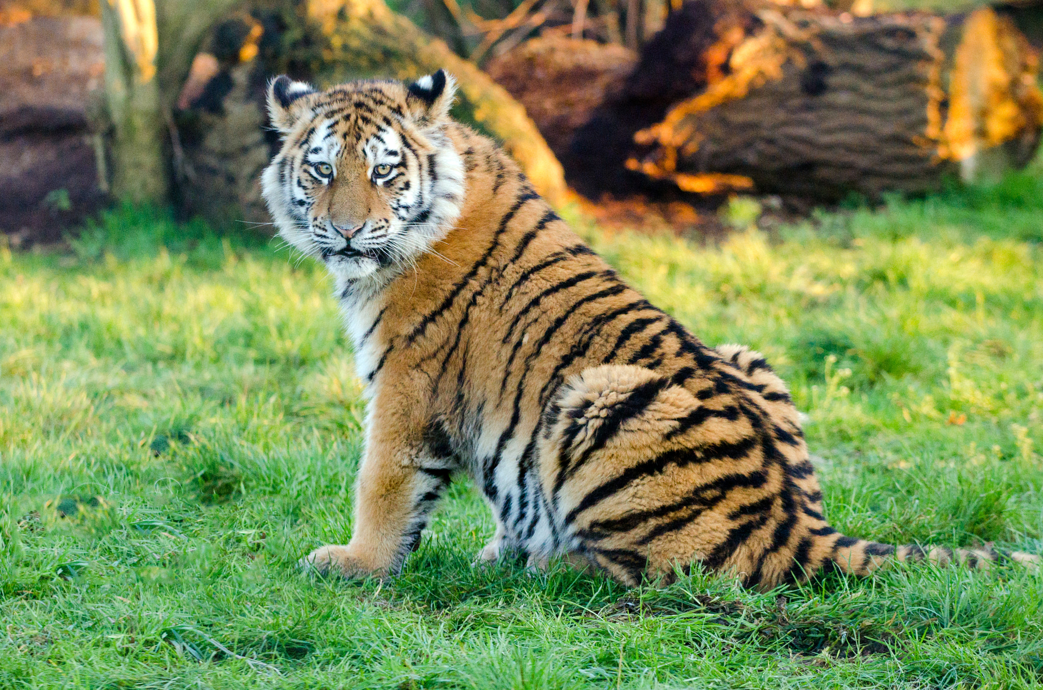 Nikon AF-S Nikkor 70-200mm F4G ED VR sample photo. Tiger resting 2 photography