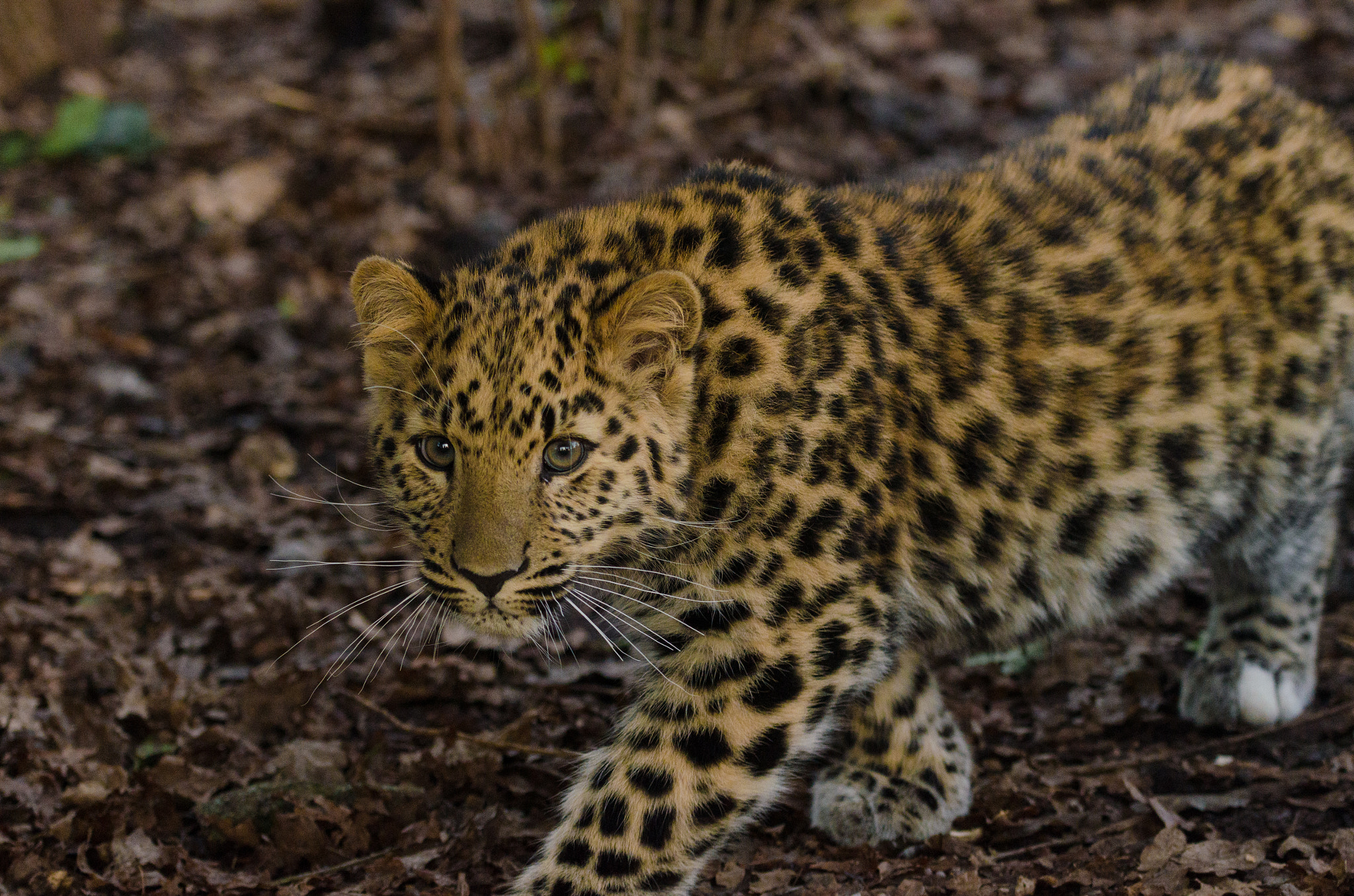 Nikon AF-S Nikkor 70-200mm F4G ED VR sample photo. Amur leopard stalks photography