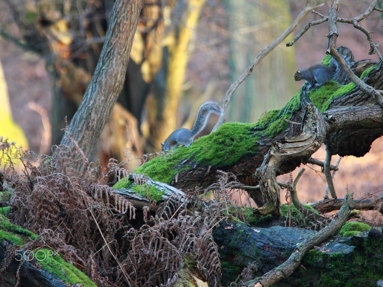 Sigma 150-500mm F5-6.3 DG OS HSM sample photo. Squirrel tig at dunham massey photography