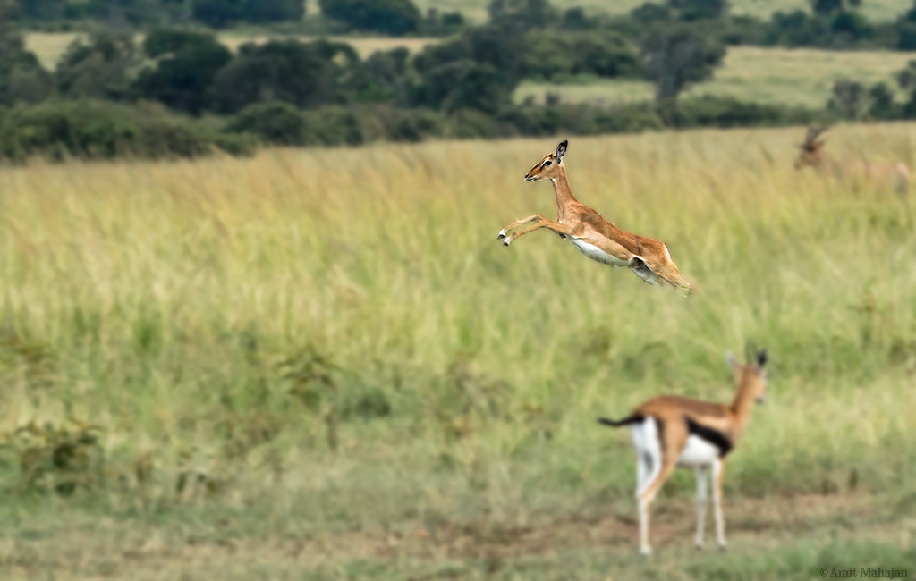 Sony 70-400mm F4-5.6 G SSM II sample photo. Change requires taking a leap of faith photography