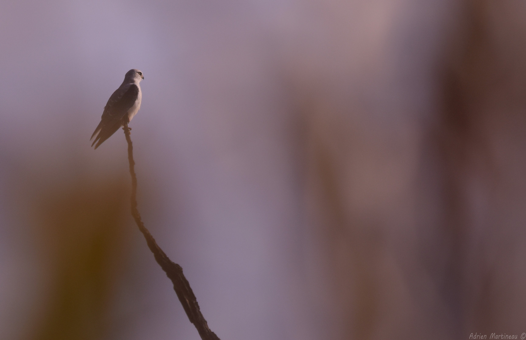 Sigma 150-500mm F5-6.3 DG OS HSM sample photo. Elanion blanc (elanus caeruleus) photography