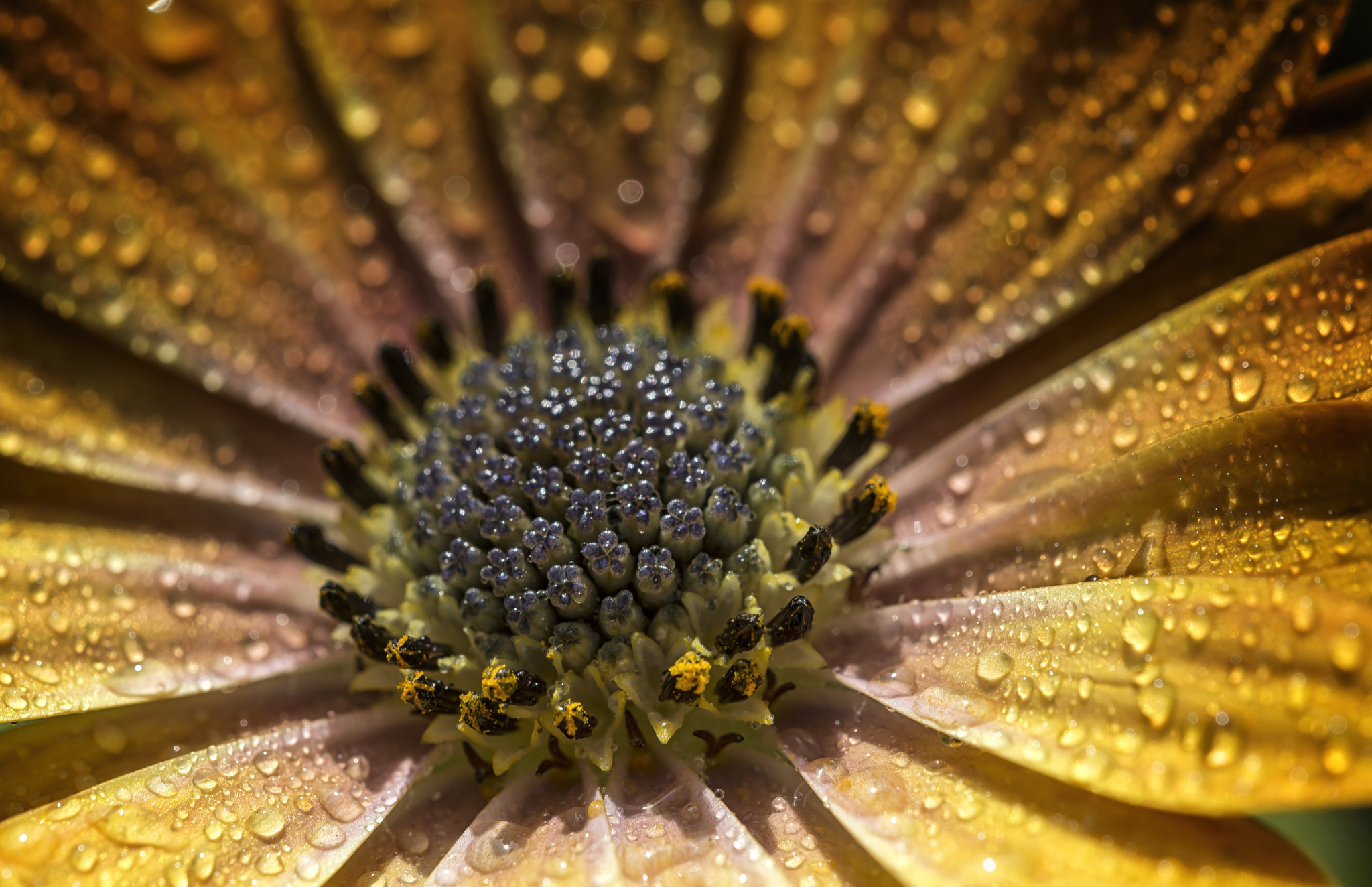 Sigma 150mm F2.8 EX DG OS Macro HSM sample photo. Gocce di luce photography