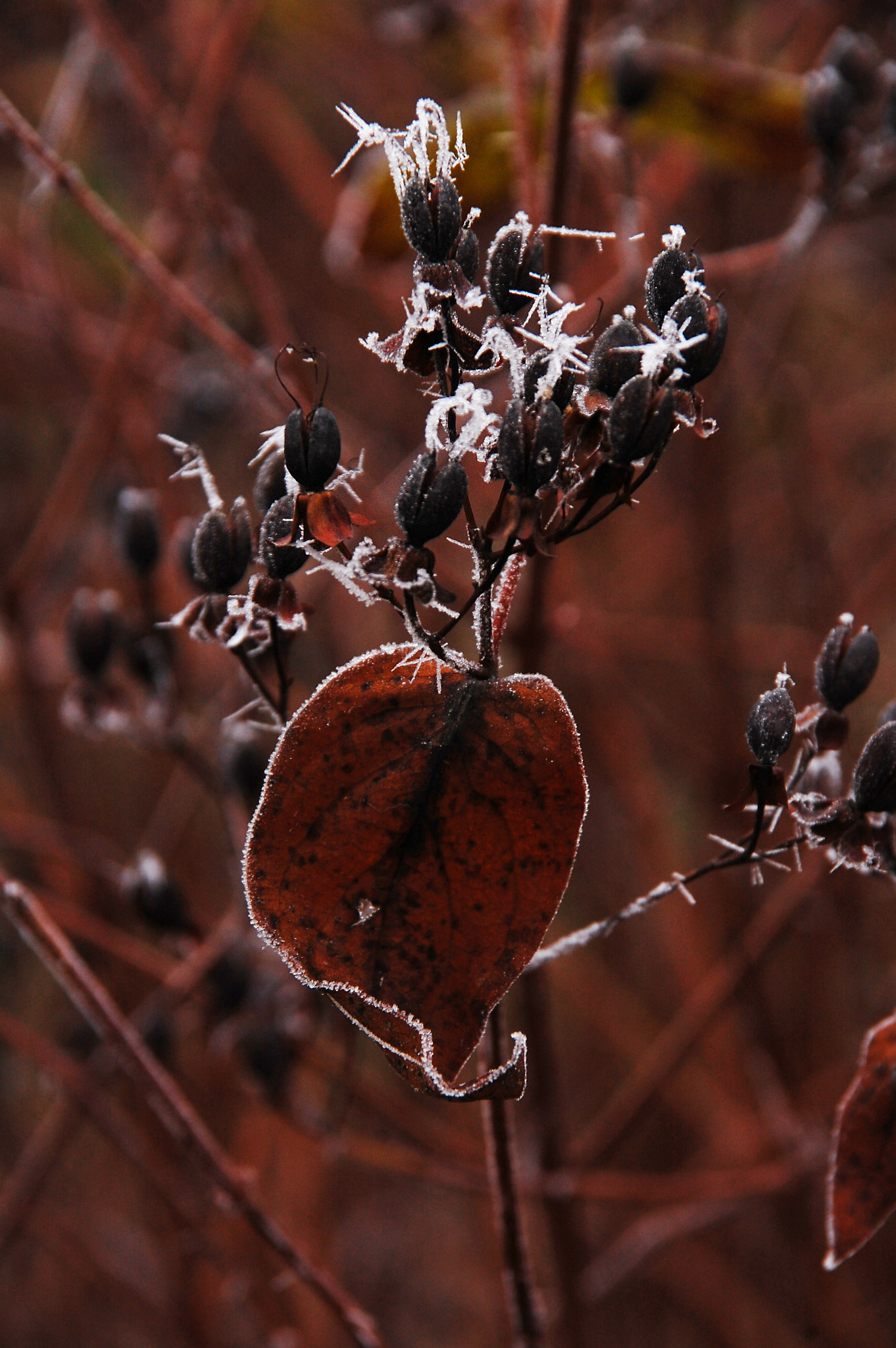Nikon D40 + Sigma 18-200mm F3.5-6.3 DC sample photo. Nature photography