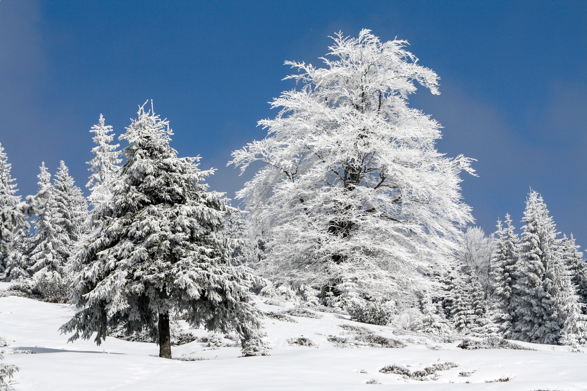 Canon EF-S 55-250mm F4-5.6 IS sample photo. Winter style photography