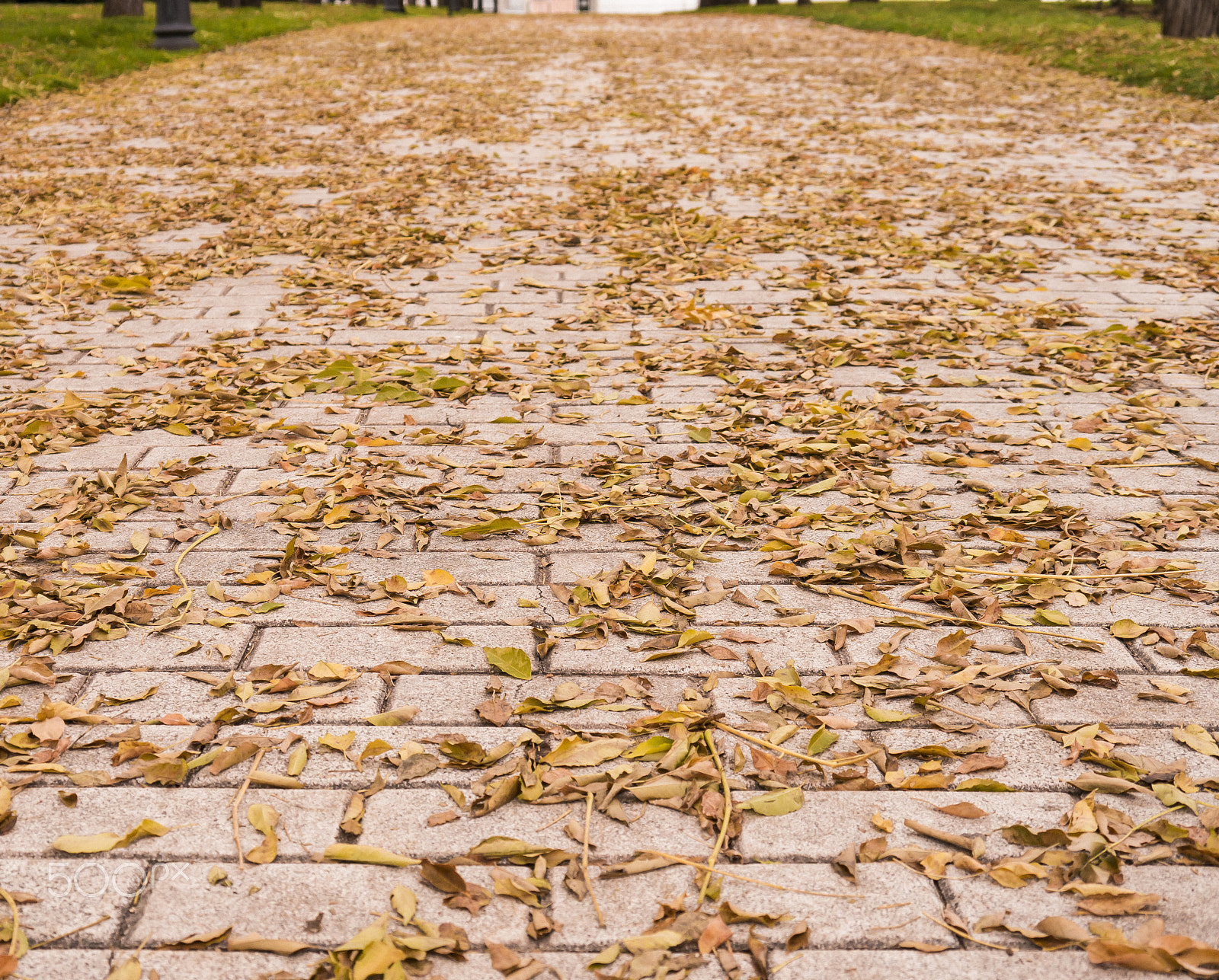 Panasonic Lumix DMC-G5 sample photo. Autumn leaves details on the floor photography