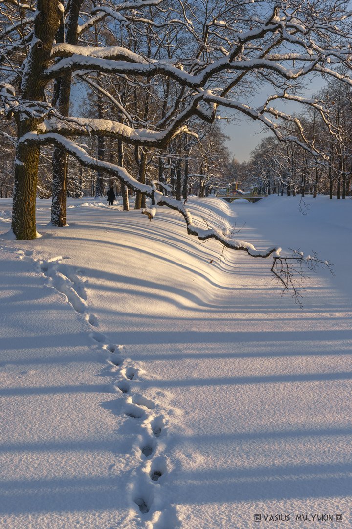 Sony Alpha DSLR-A900 sample photo. Былое ... photography