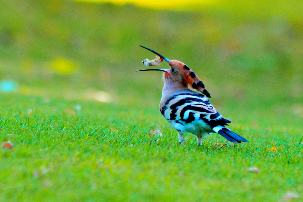 Sigma 150-500mm F5-6.3 DG OS HSM sample photo. Hooper's prey photography