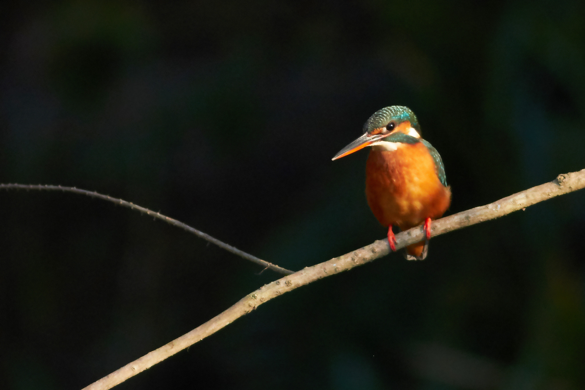 Canon EF 400mm F5.6L USM sample photo. Kingfisher photography
