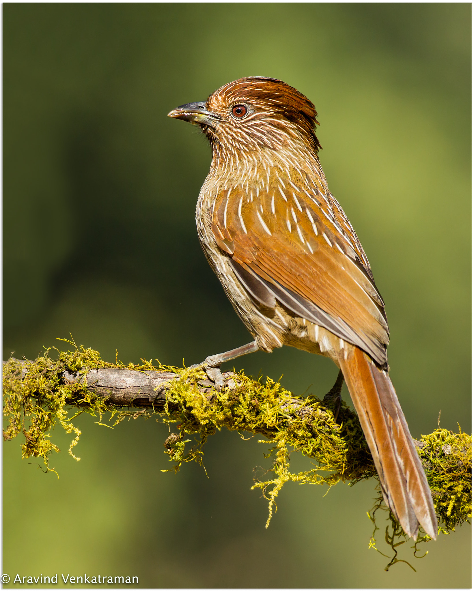 Canon EF 500mm F4L IS USM sample photo. Striated laughing thrush photography