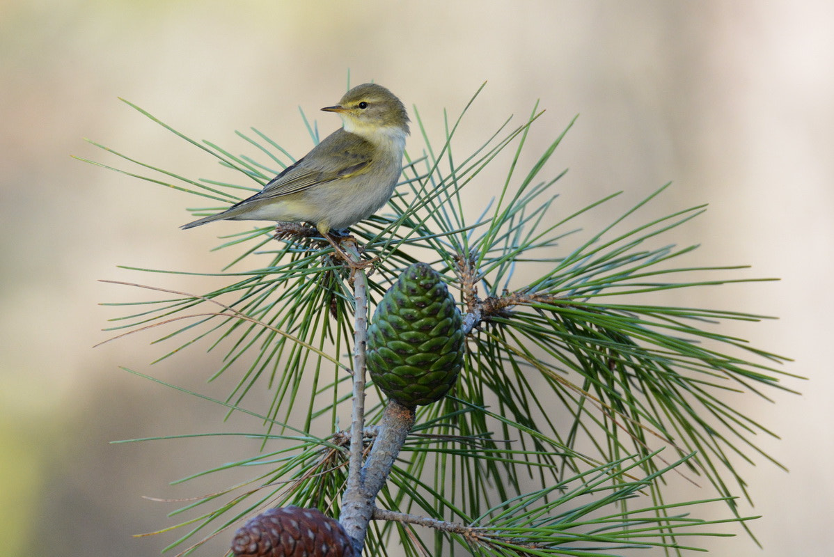 Sigma 150-600mm F5-6.3 DG OS HSM | S sample photo. Mosquitero photography