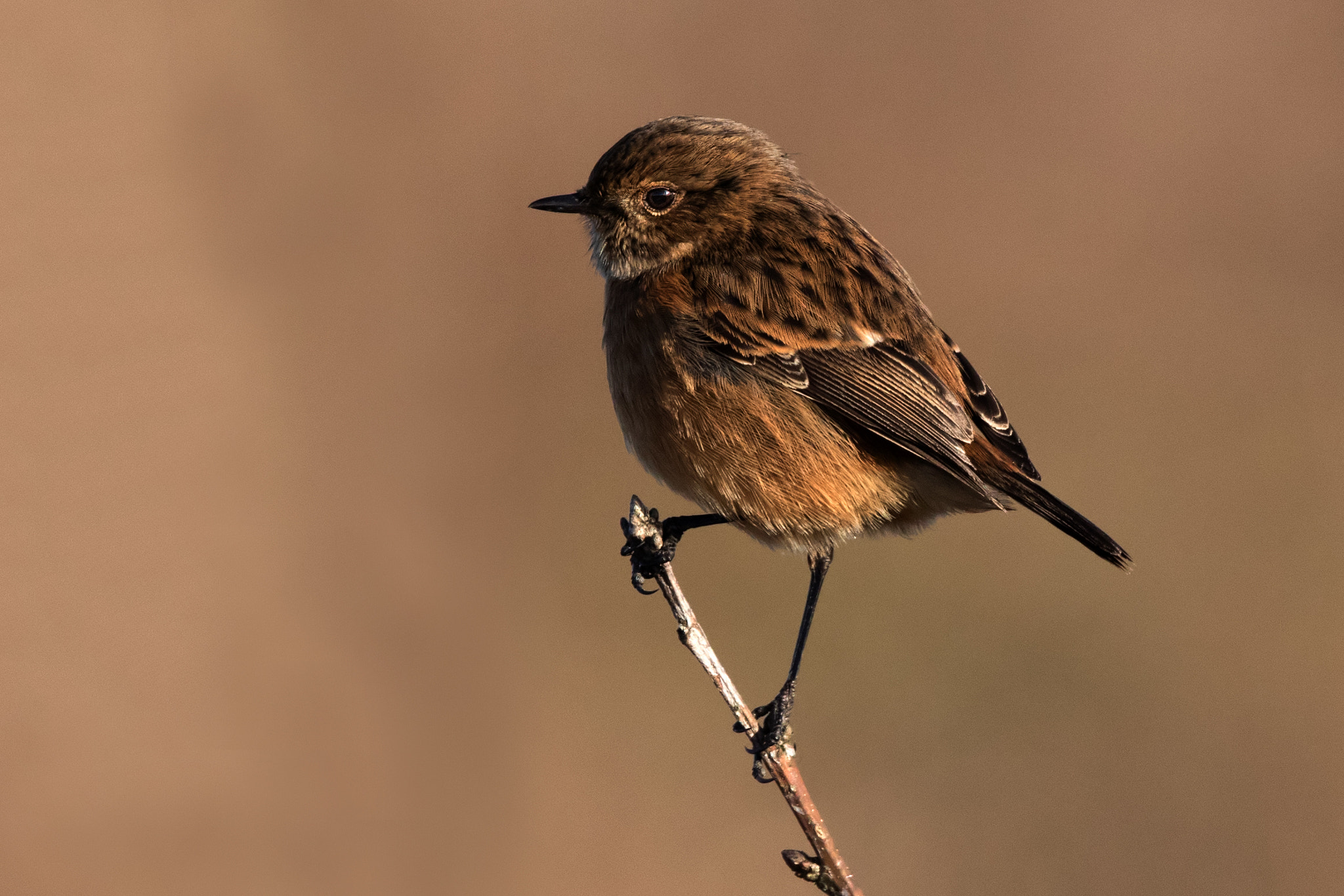 Canon EF 500mm F4L IS II USM sample photo. Saxicola torquata photography