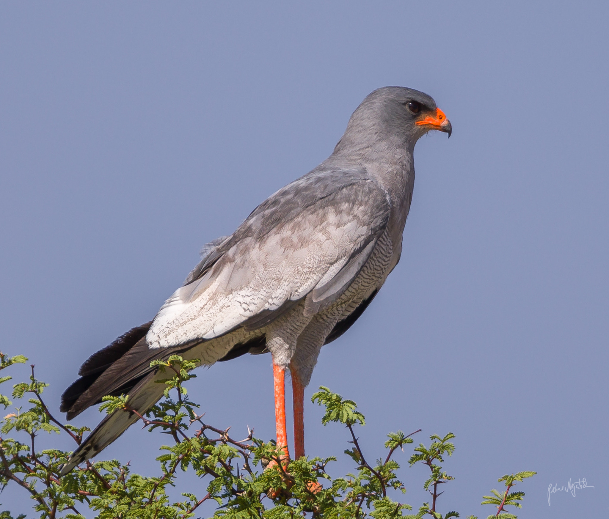 Canon EF 300mm F2.8L IS II USM sample photo. Melierax photography