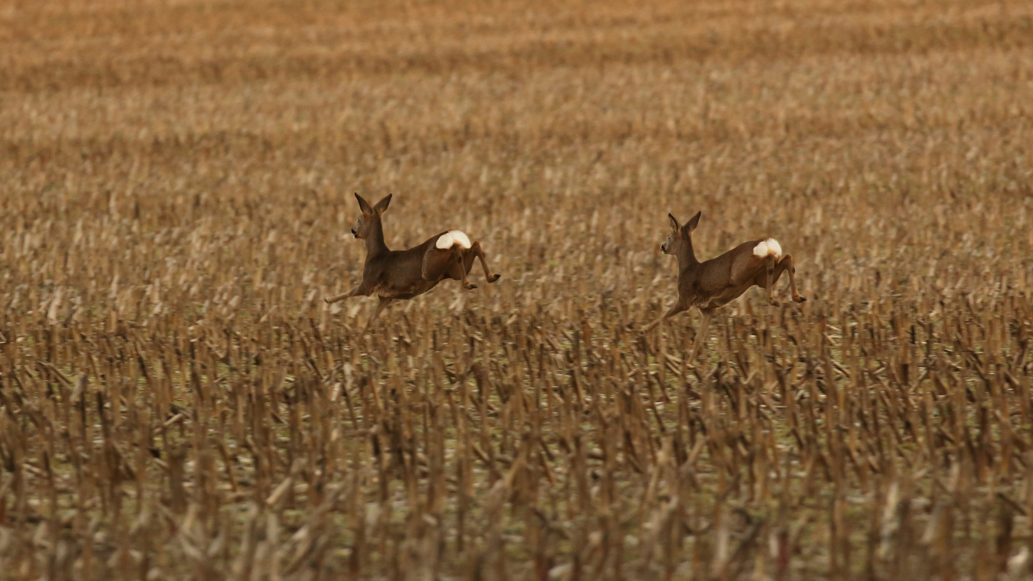 Canon EF 70-200mm F2.8L IS II USM sample photo. Doubledeer photography