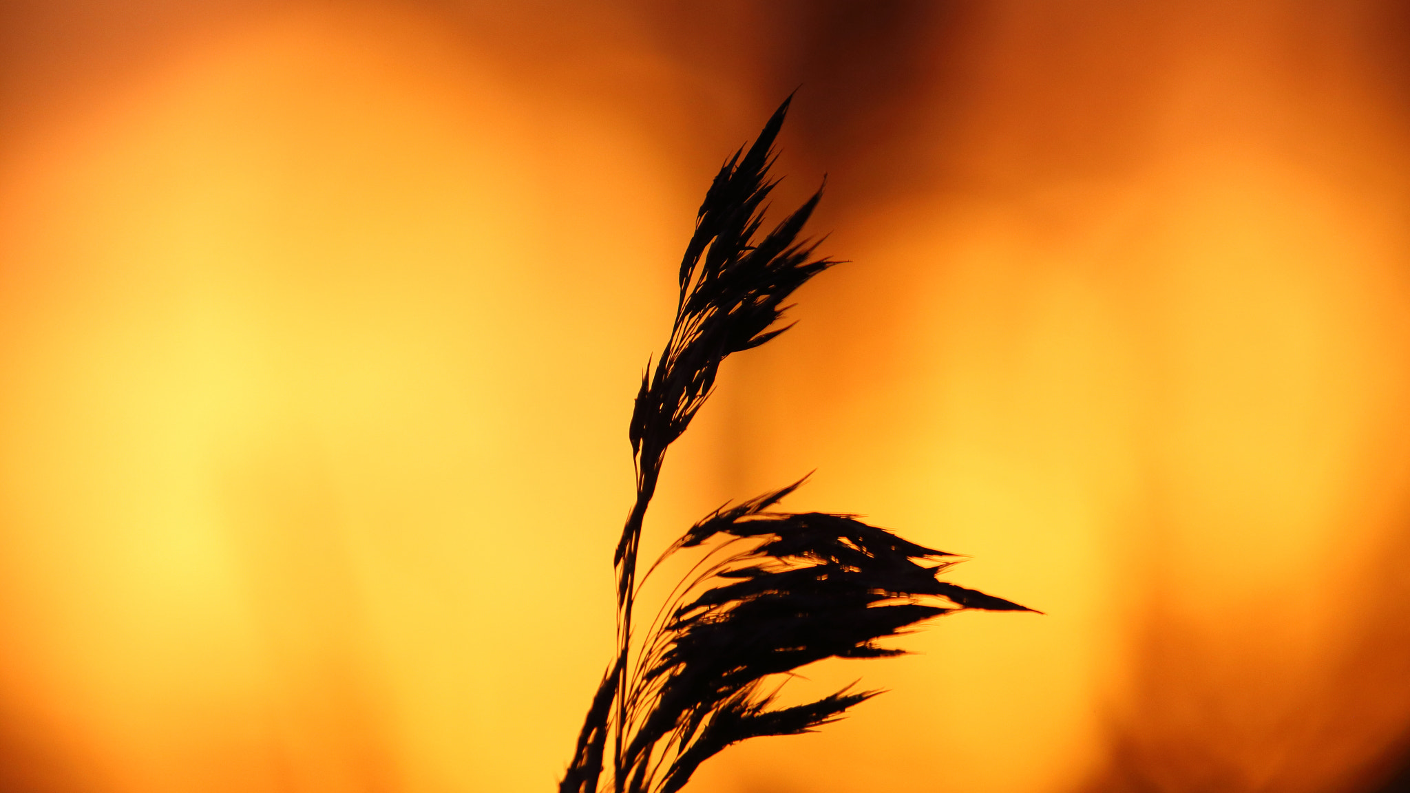 Canon EF 70-200mm F2.8L IS II USM sample photo. Im abendlicht photography