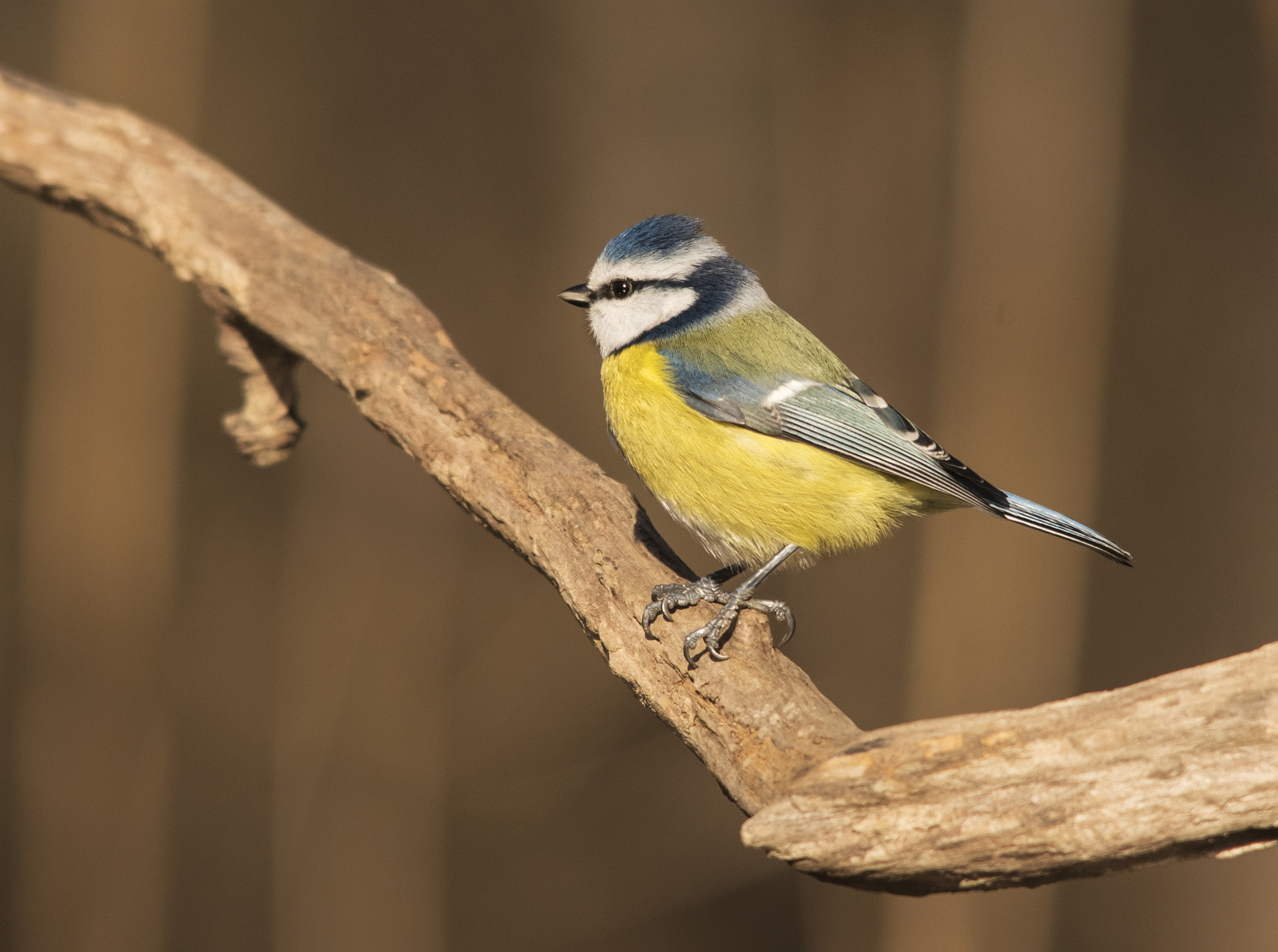 Pentax K-1 + Sigma 70-200mm F2.8 EX DG Macro HSM II sample photo. Cianciarella photography